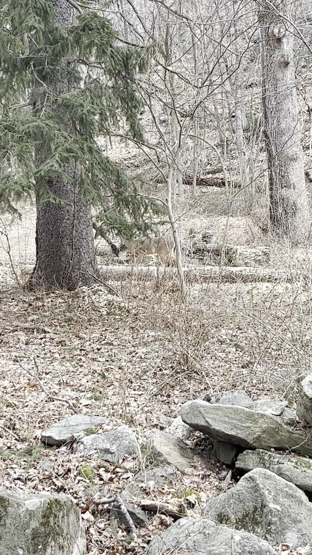 Glenville Woods Park Preserve - Tarrytown, NY