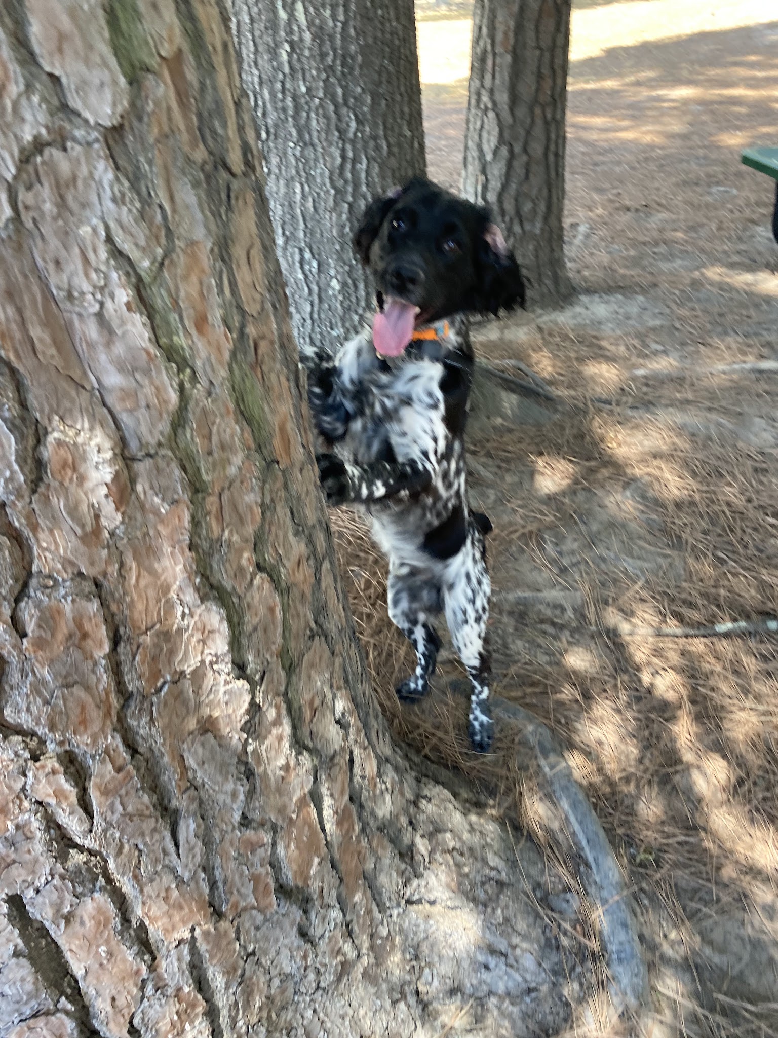 Spring Lake Park Dog Park - Texarkana, TX