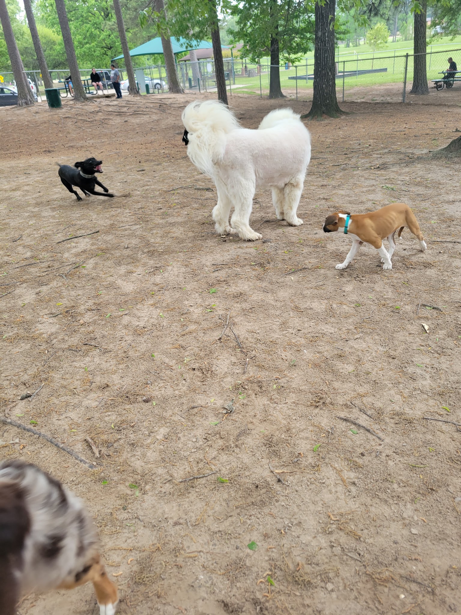 Spring Lake Park Dog Park - Texarkana, TX