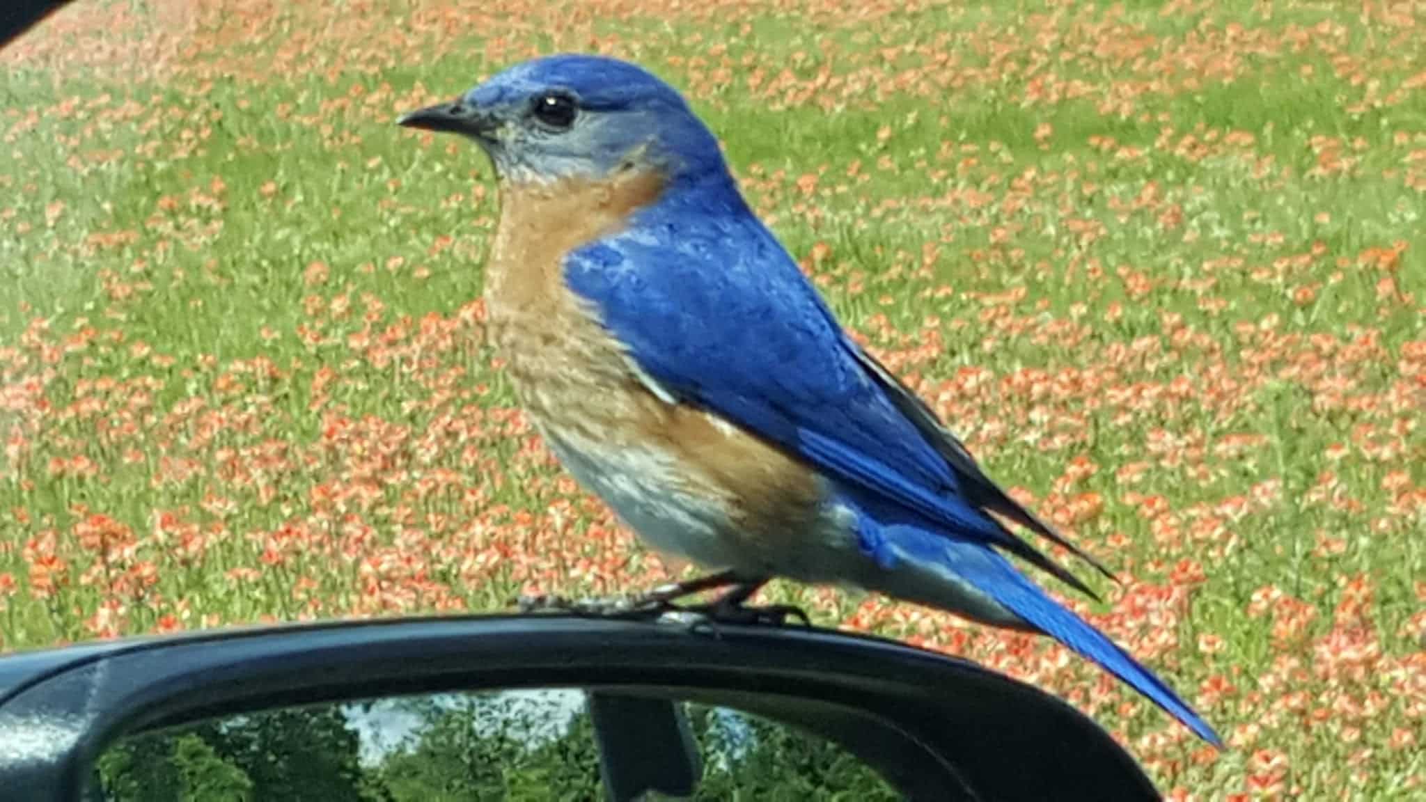 Thackerville Park - Thackerville, OK