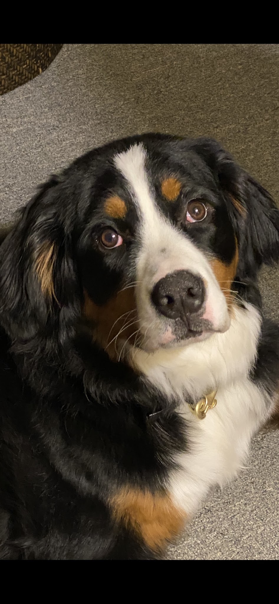 The Obedient Dog - ,