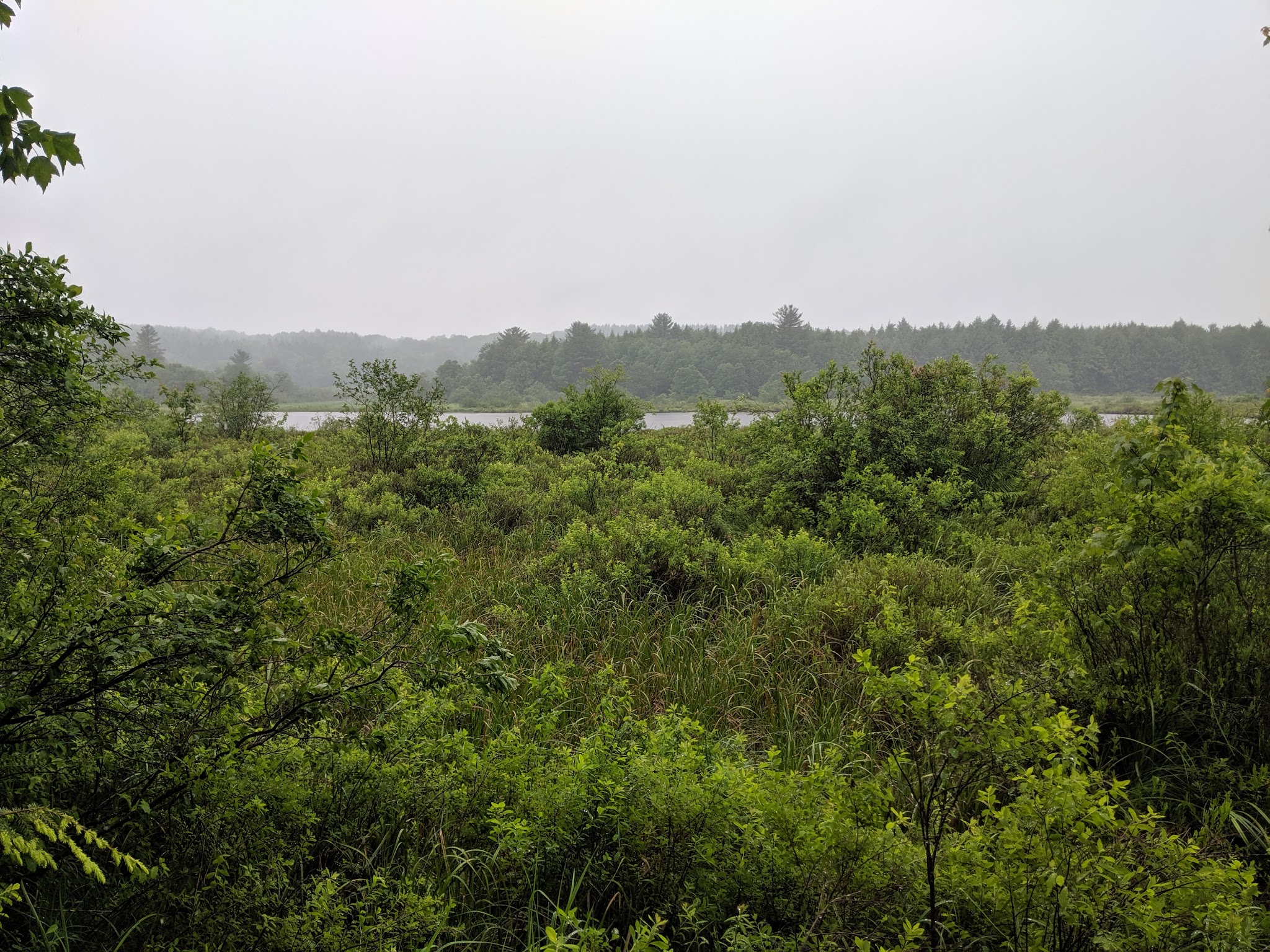 Florence Shelly Wetlands Preserve - Thompson, PA