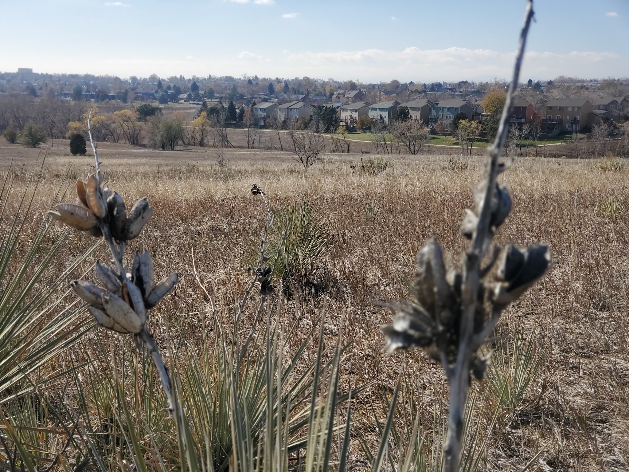 Niver Creek Open Space - Thornton, CO