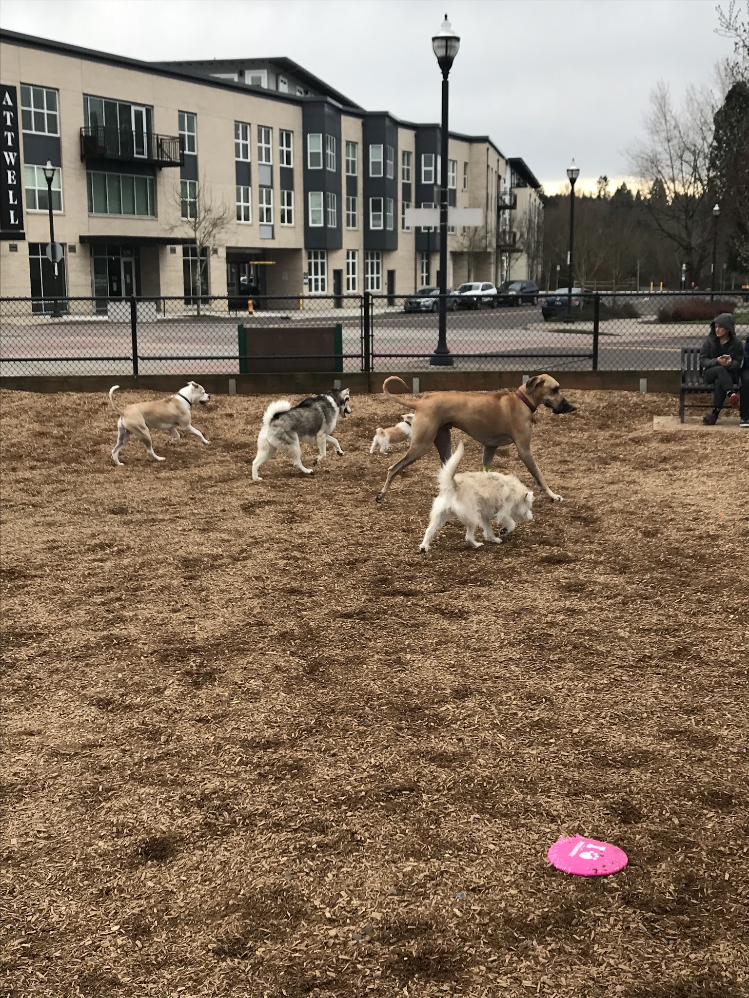 Ash Avenue Dog Park - Tigard, OR