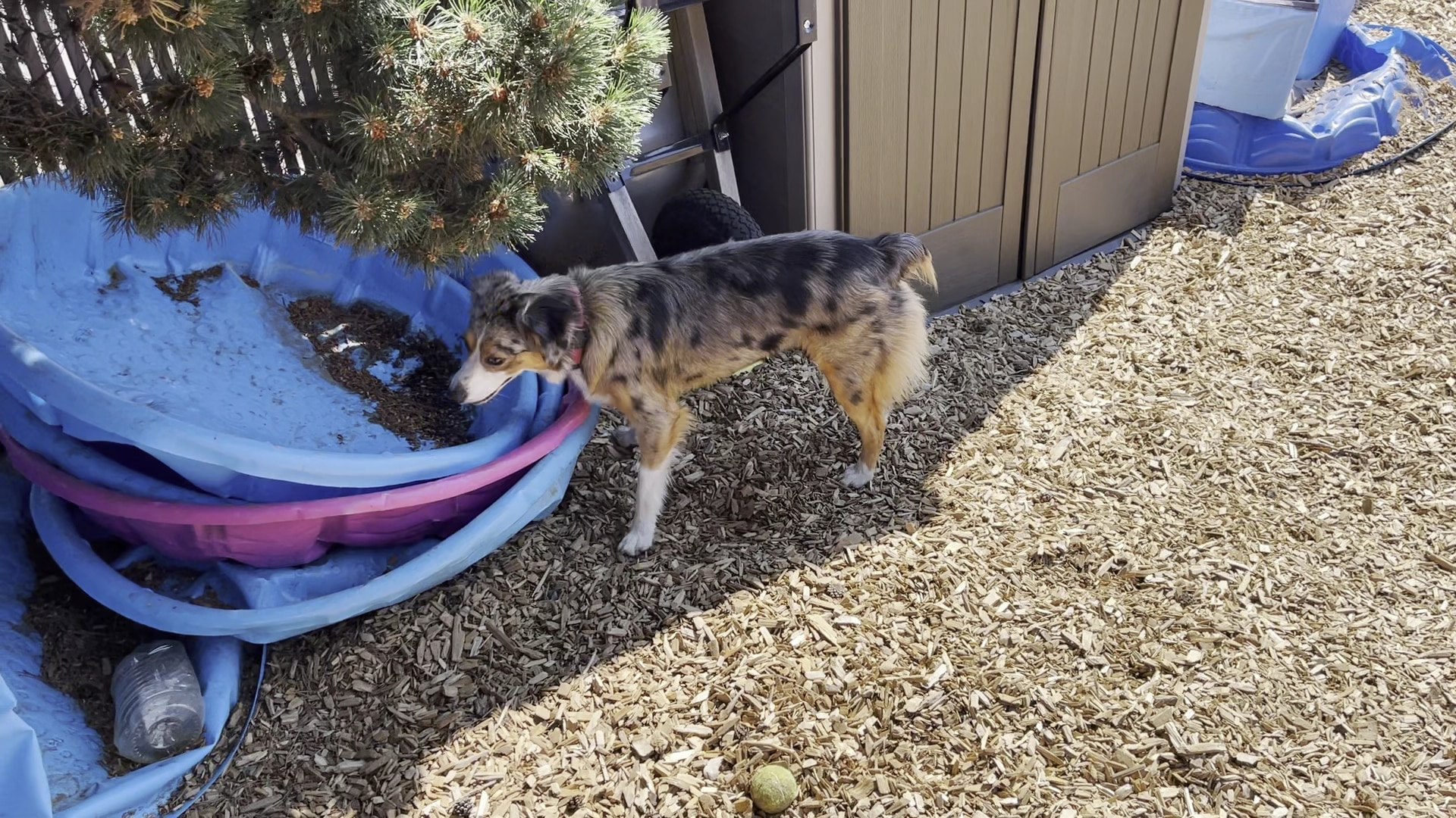 Ash Avenue Dog Park - Tigard, OR