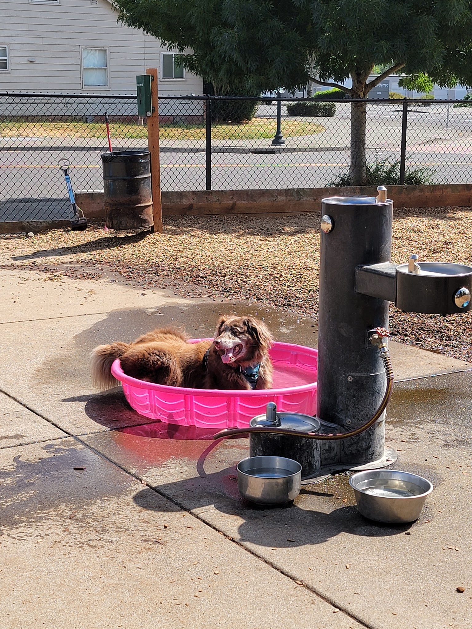 Ash Avenue Dog Park - Tigard, OR