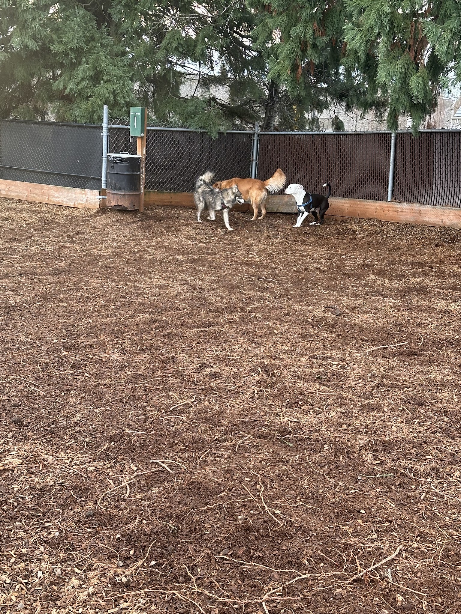 Ash Avenue Dog Park - Tigard, OR