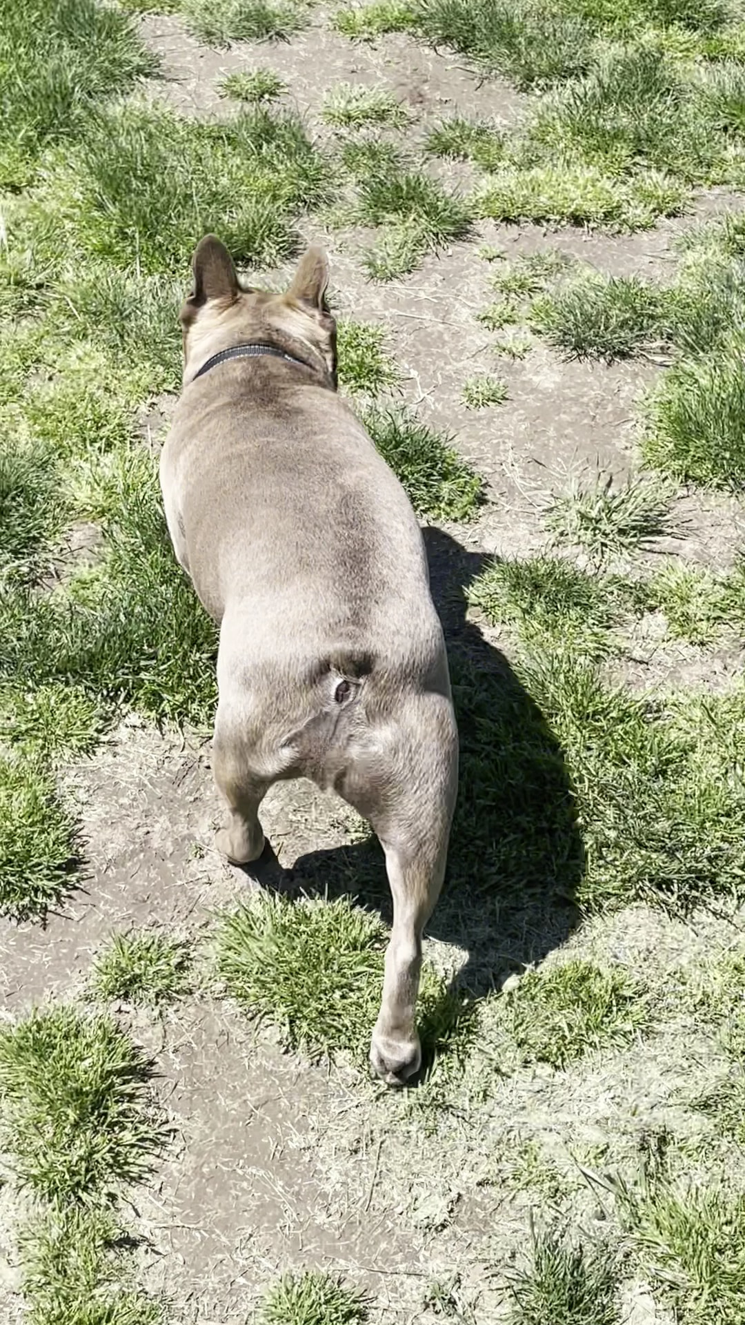 Potso Dog Park - Tigard, OR