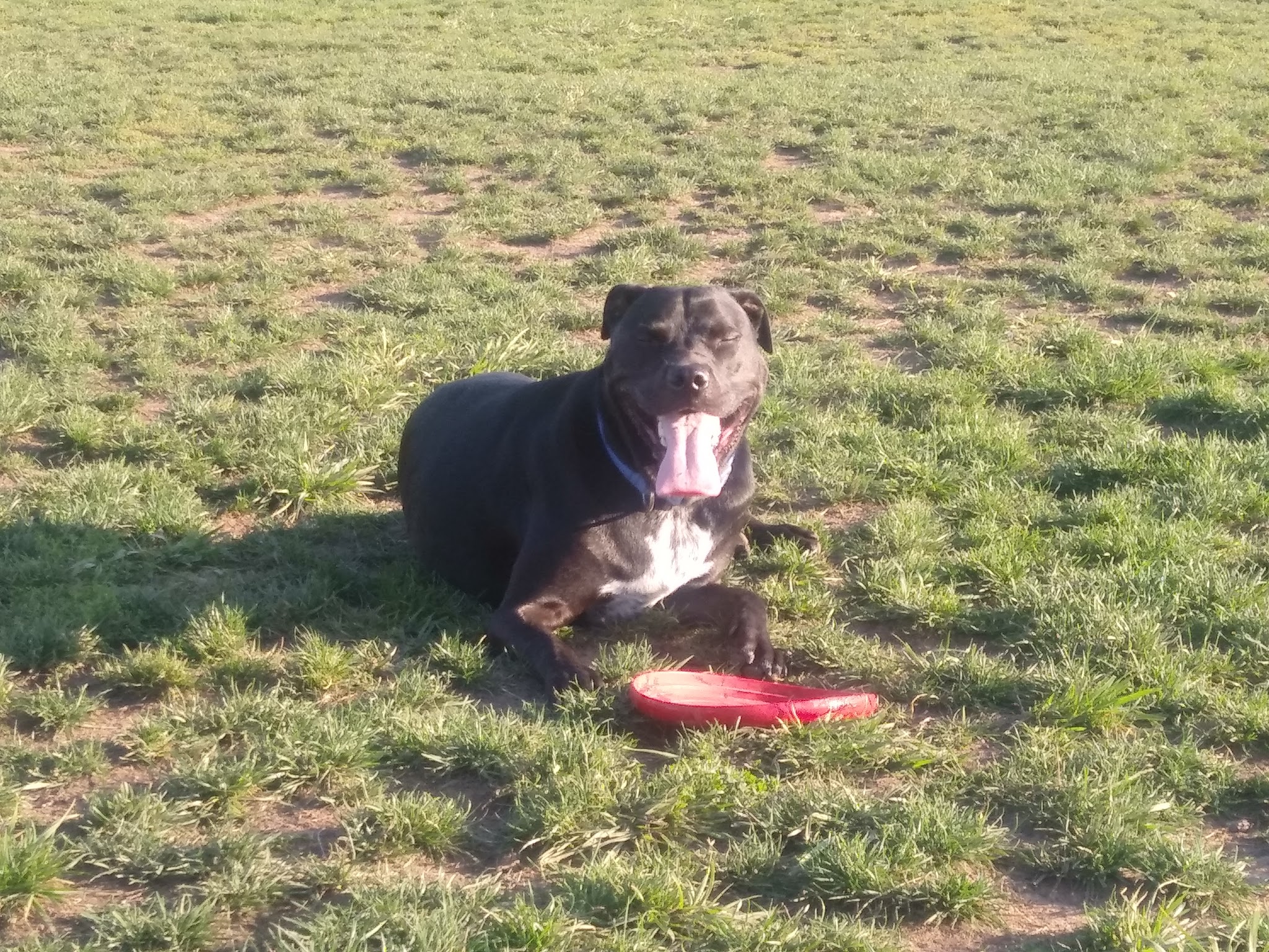 Potso Dog Park - Tigard, OR