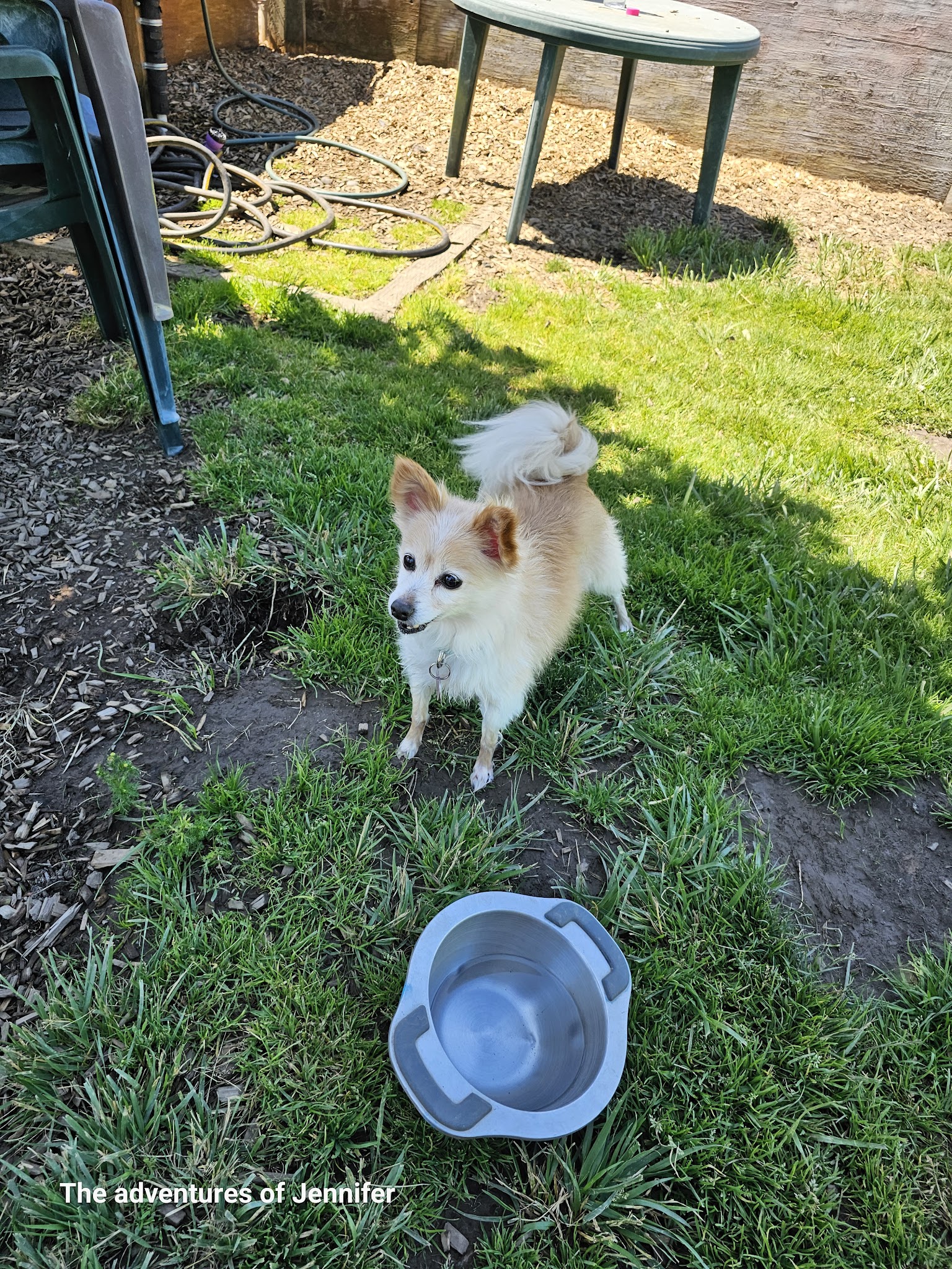 Potso Dog Park - Tigard, OR