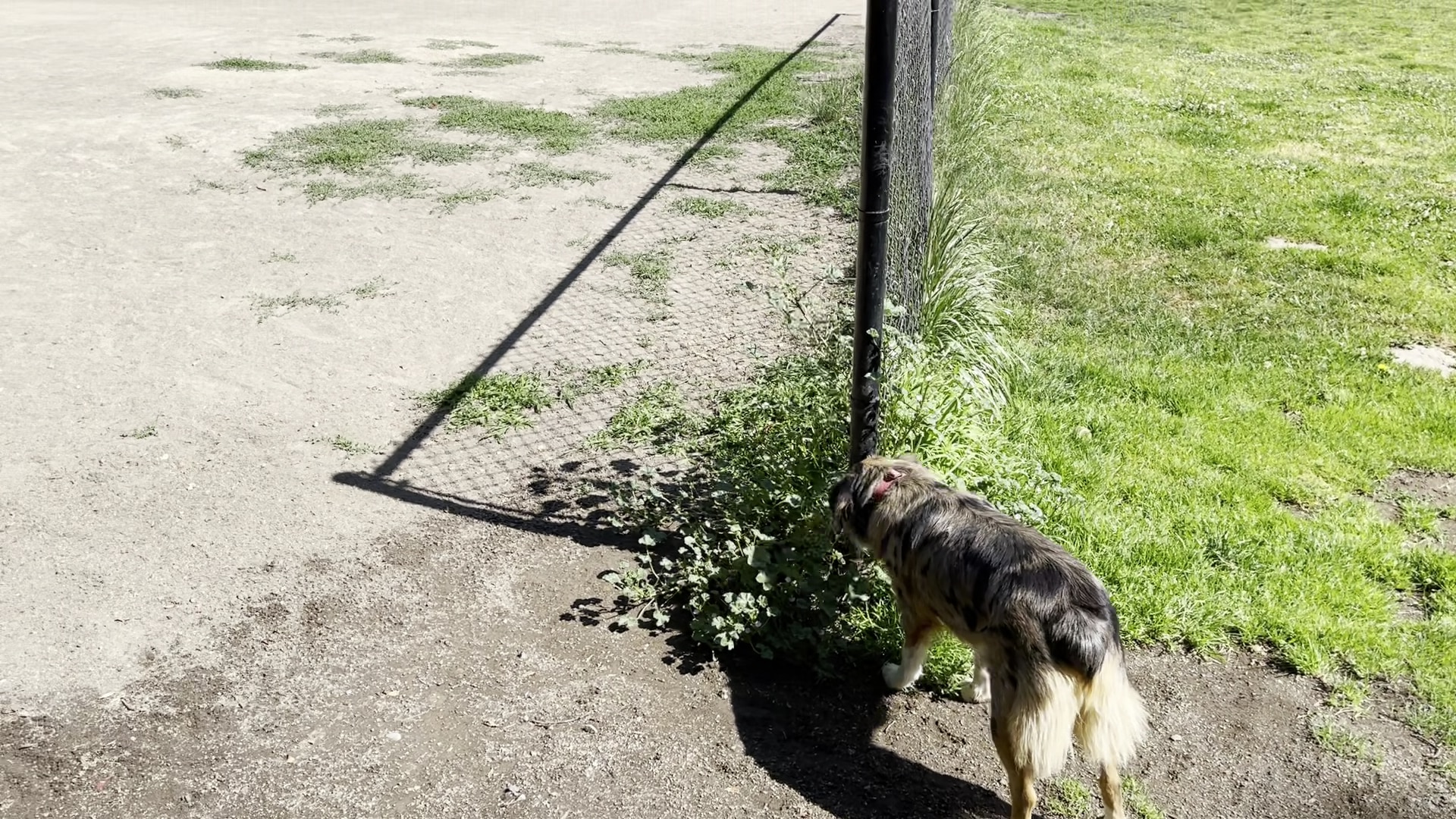 Summerlake Dog Park - Tigard, OR