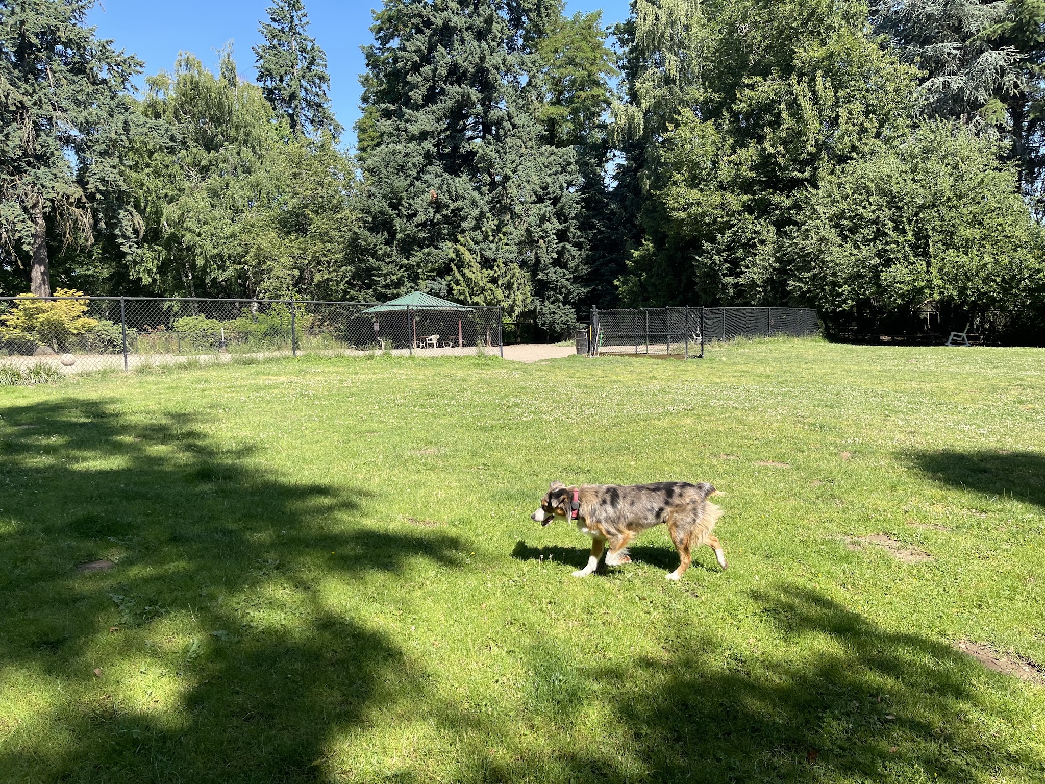 Summerlake Dog Park - Tigard, OR