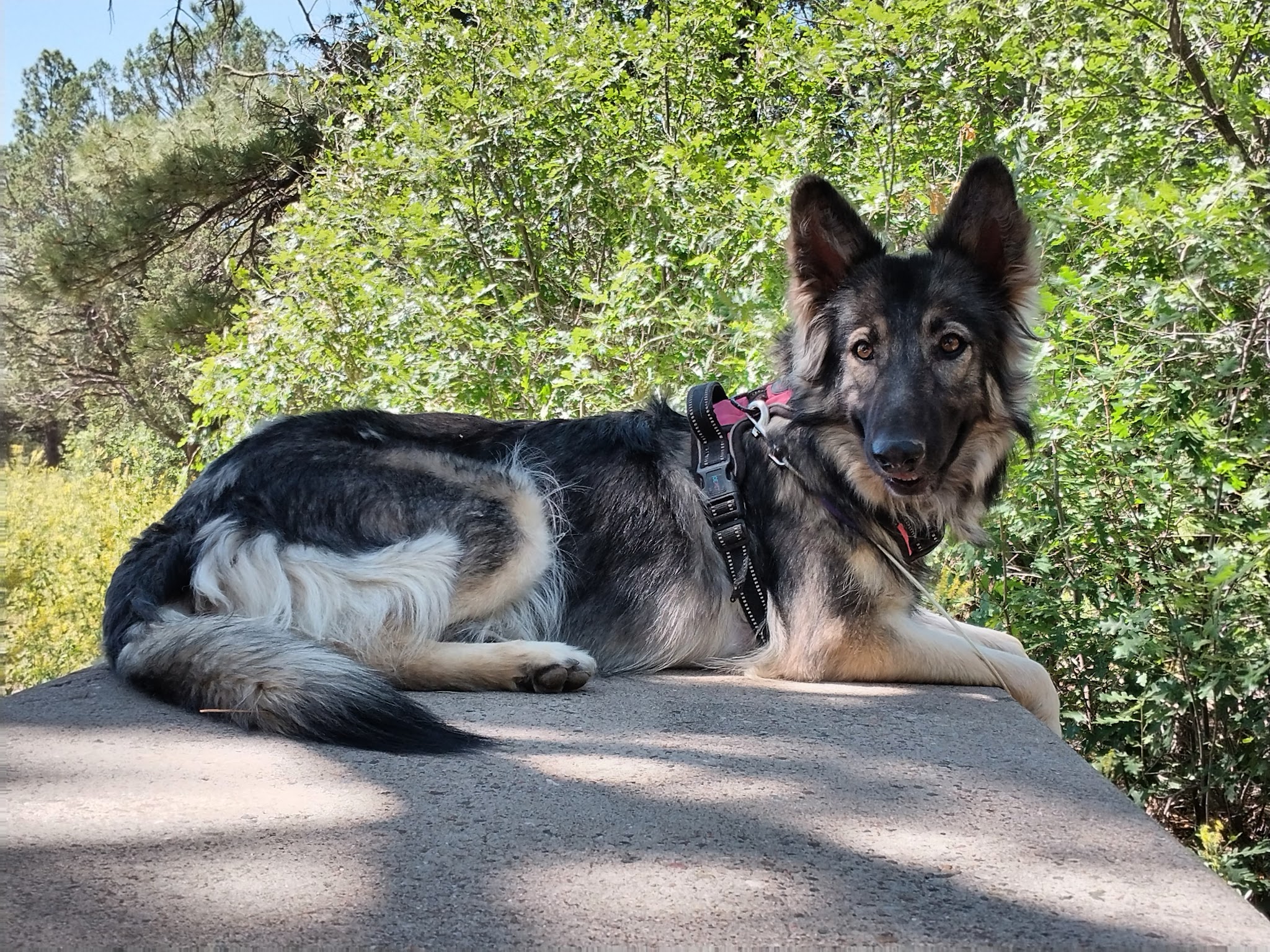 PINE FLAT PICNIC AREA - Tijeras, NM