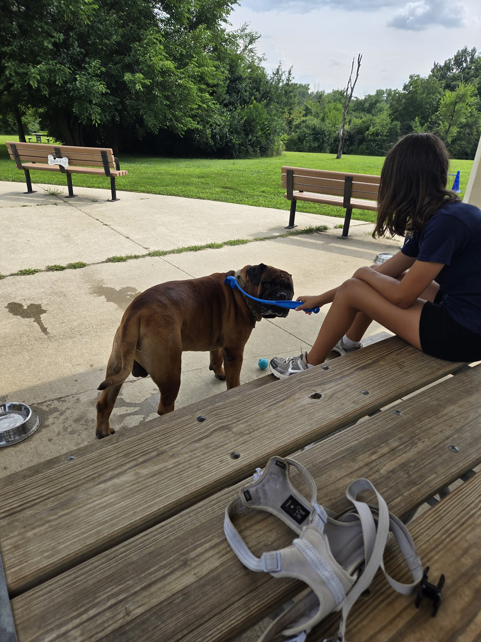 Bremen Grove Dog Park (membership required) - Tinley Park, IL