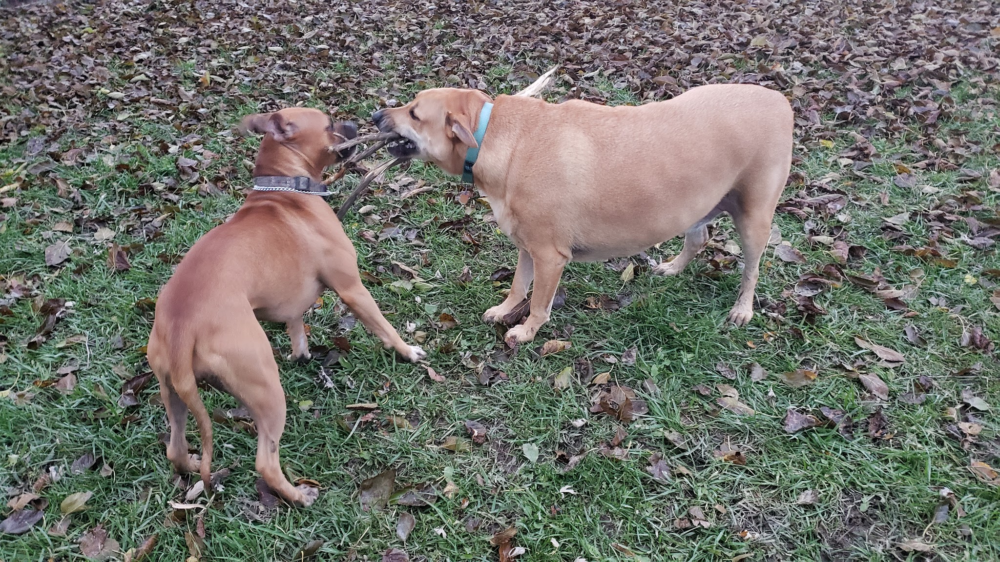Bremen Grove Dog Park (membership required) - Tinley Park, IL