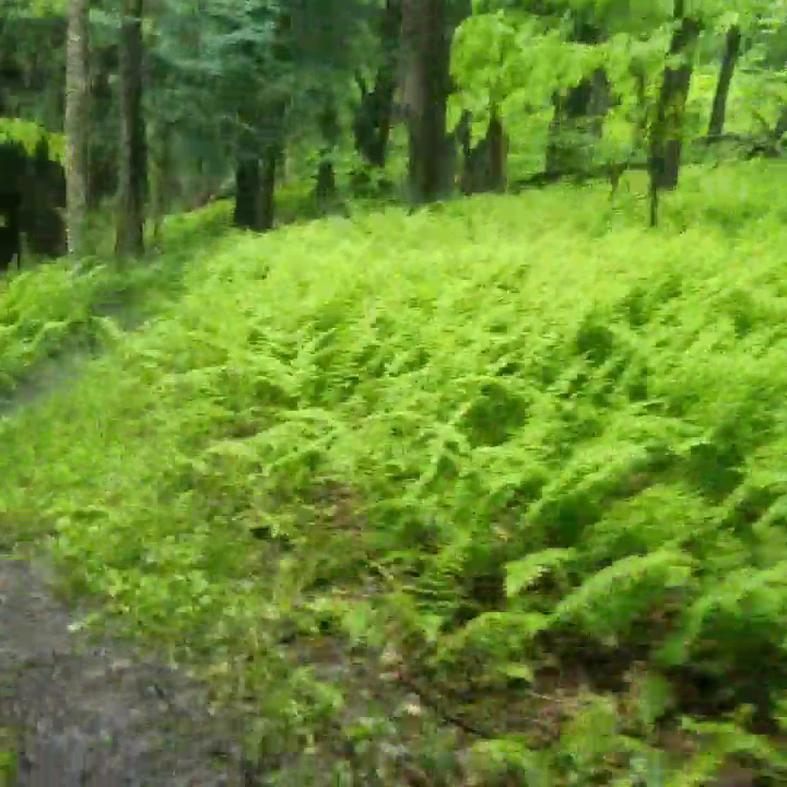 Wolfkiel Run Shelters - Titusville, PA