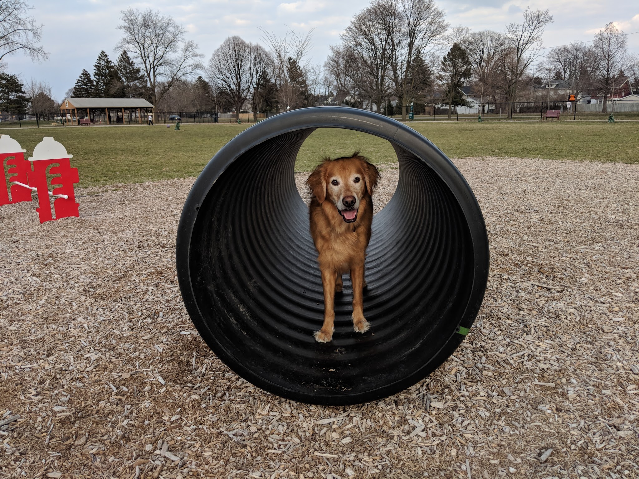 Glass City Dog Park (Membership Required) - Toledo, OH