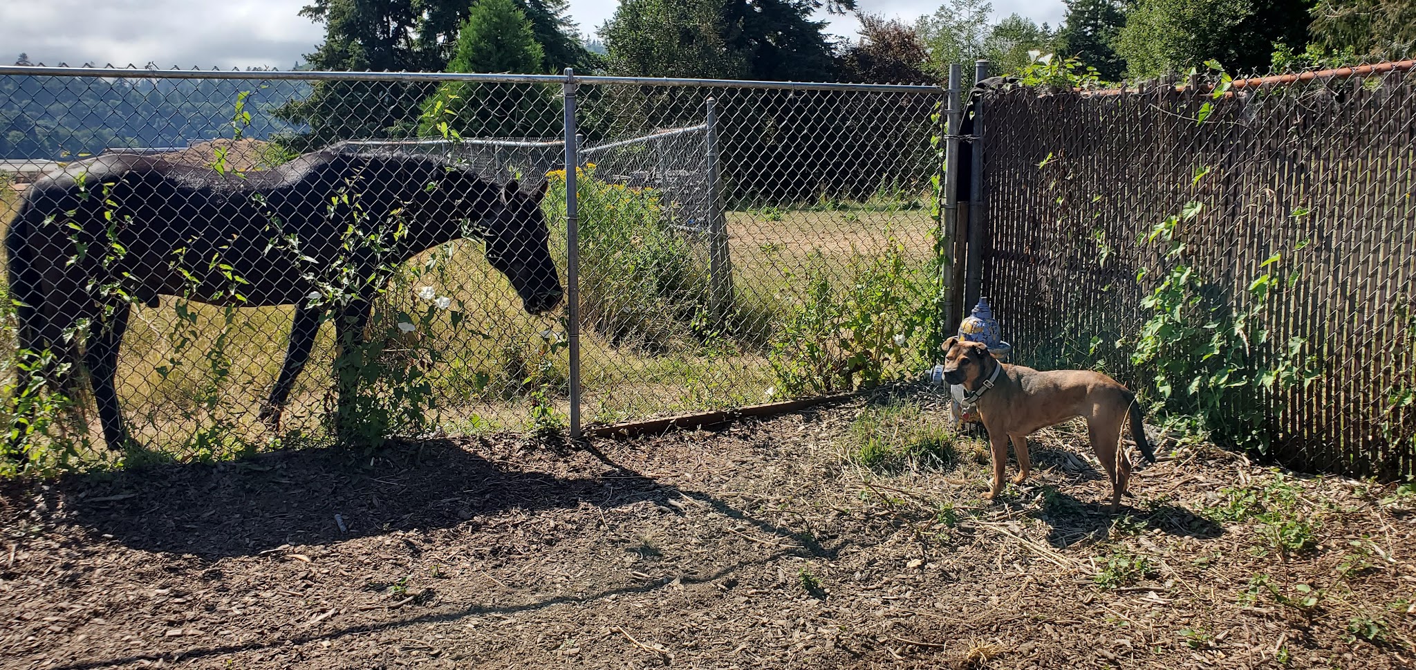 Julie Rockwell Memorial Dog Park - Toledo, OR
