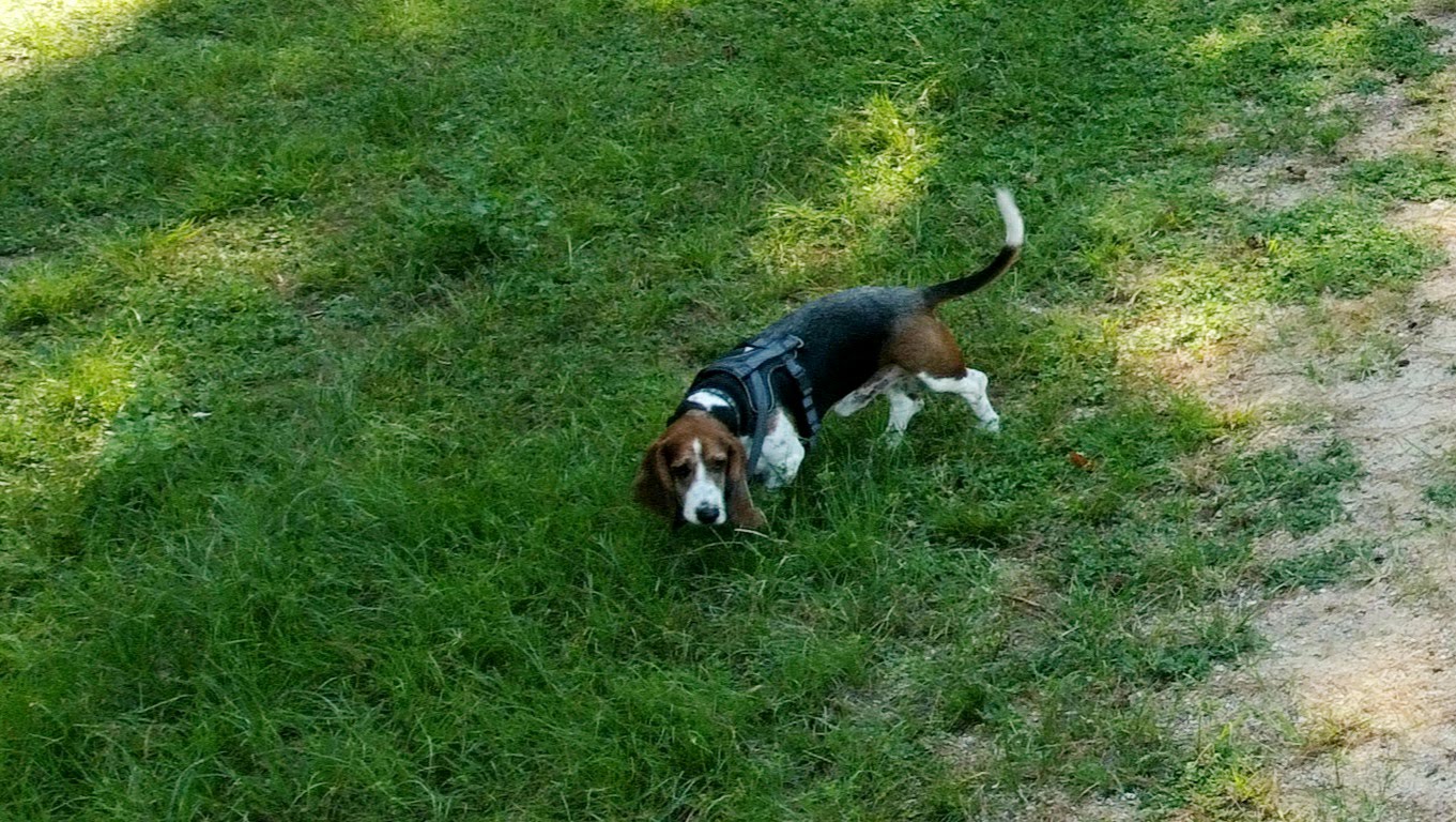 Burroughs Dog Park - Tomball, TX
