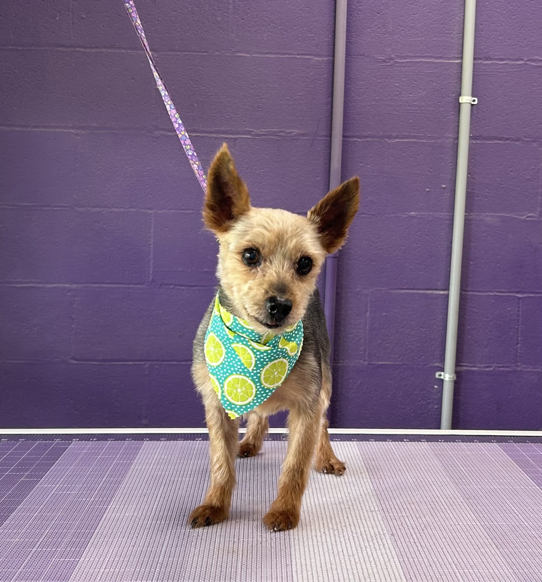 Dog E Stylz Bath & Board - Tompkinsville, KY