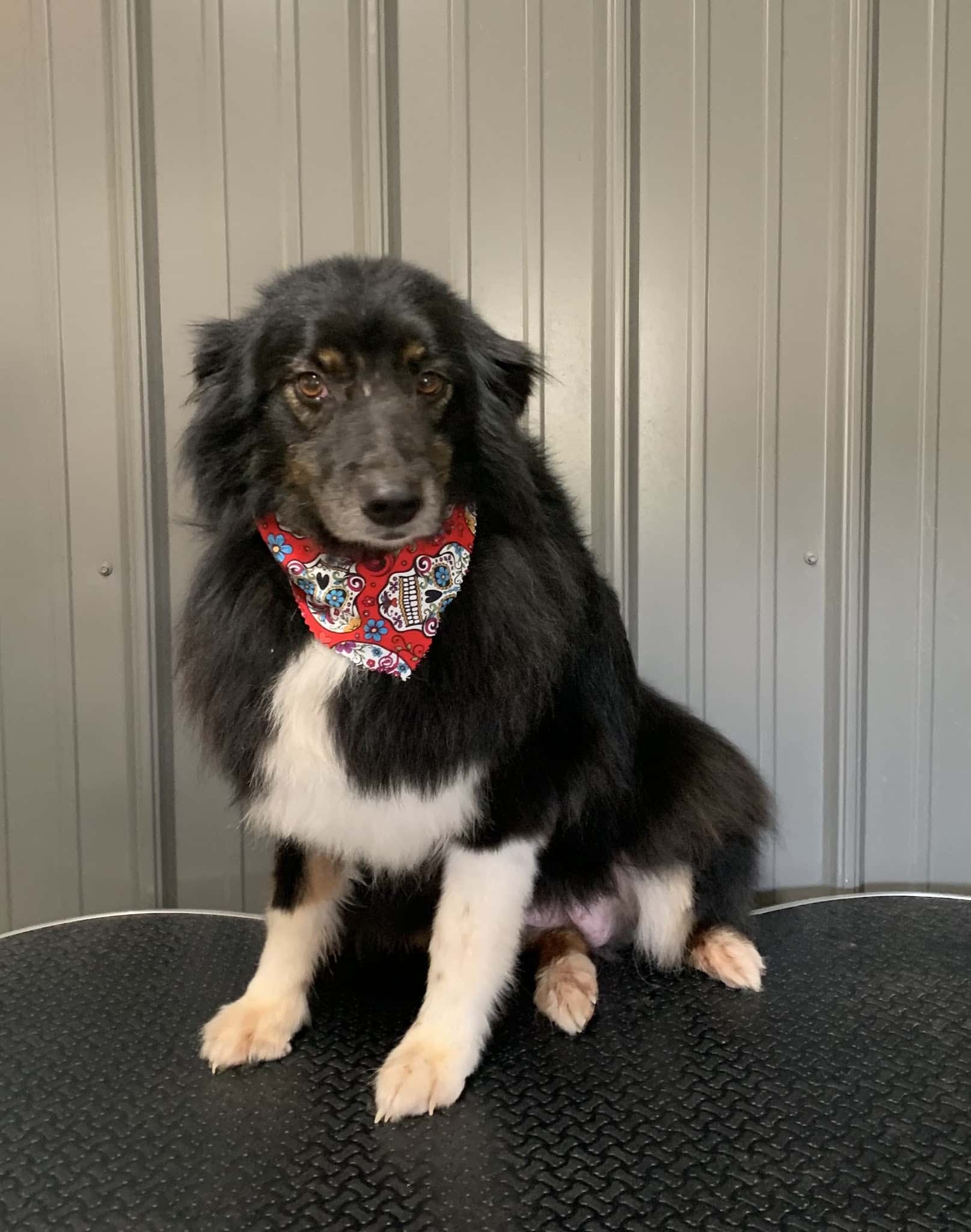 Dog E Stylz Bath & Board - Tompkinsville, KY