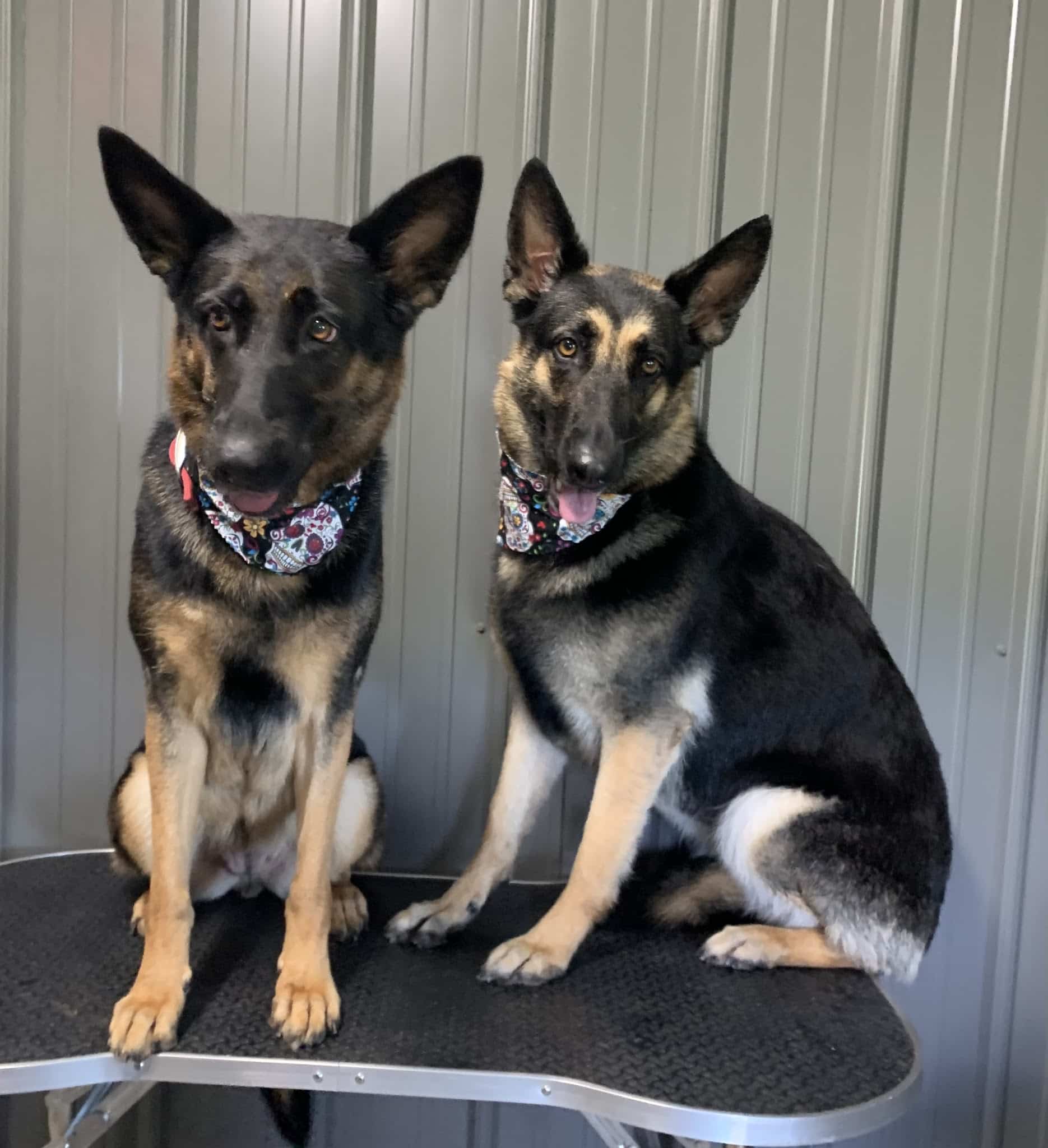 Dog E Stylz Bath & Board - Tompkinsville, KY