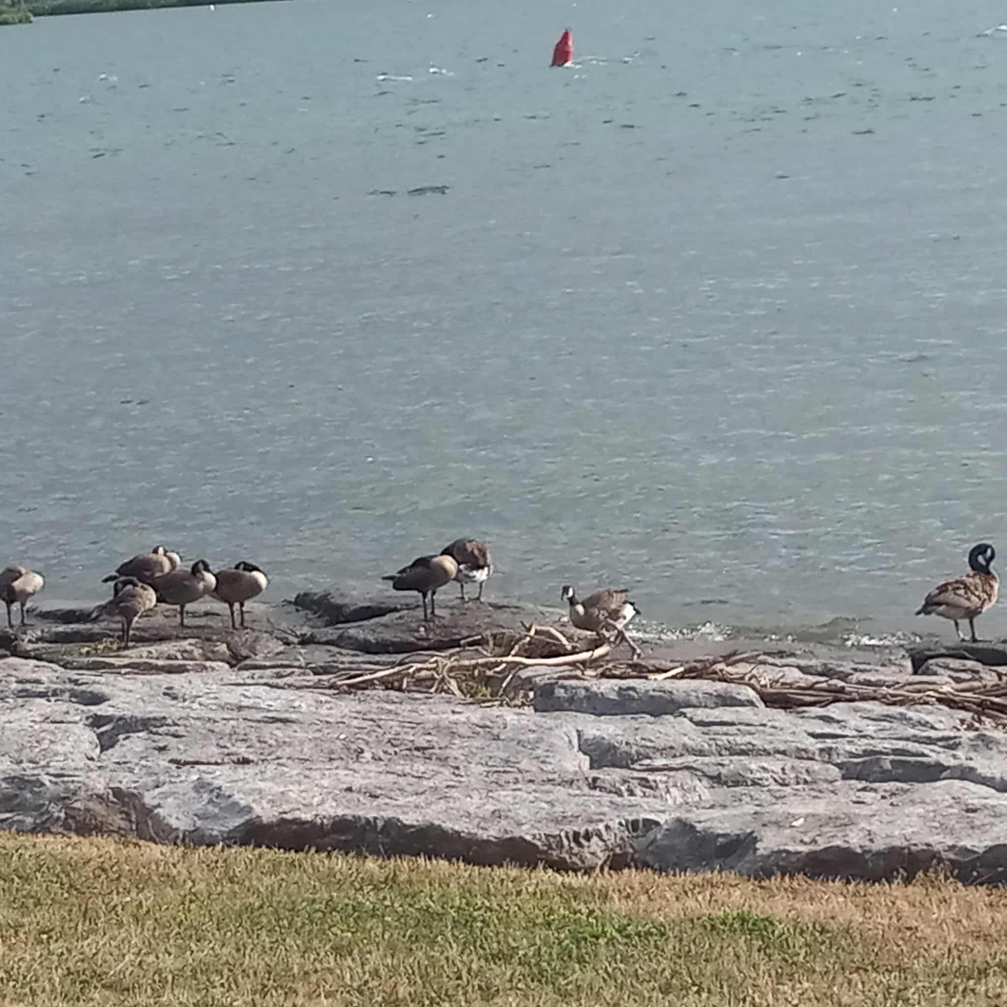 Sheridan Park - Tonawanda, NY