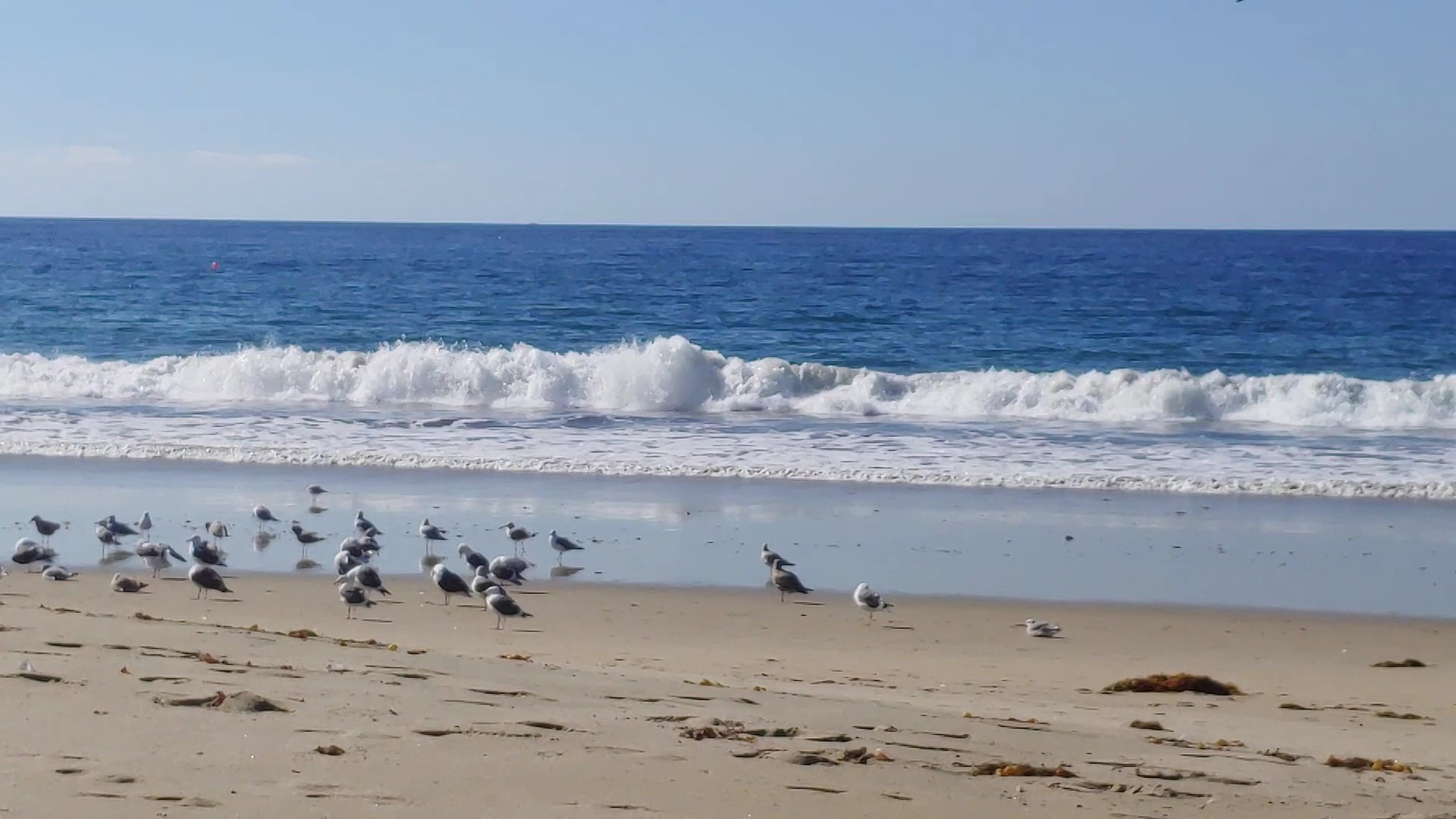 Torrance County Beach - Torrance, CA
