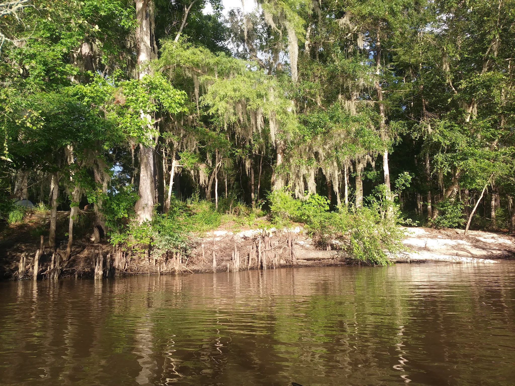 Altamaha Wildlife Management Area - Townsend, GA