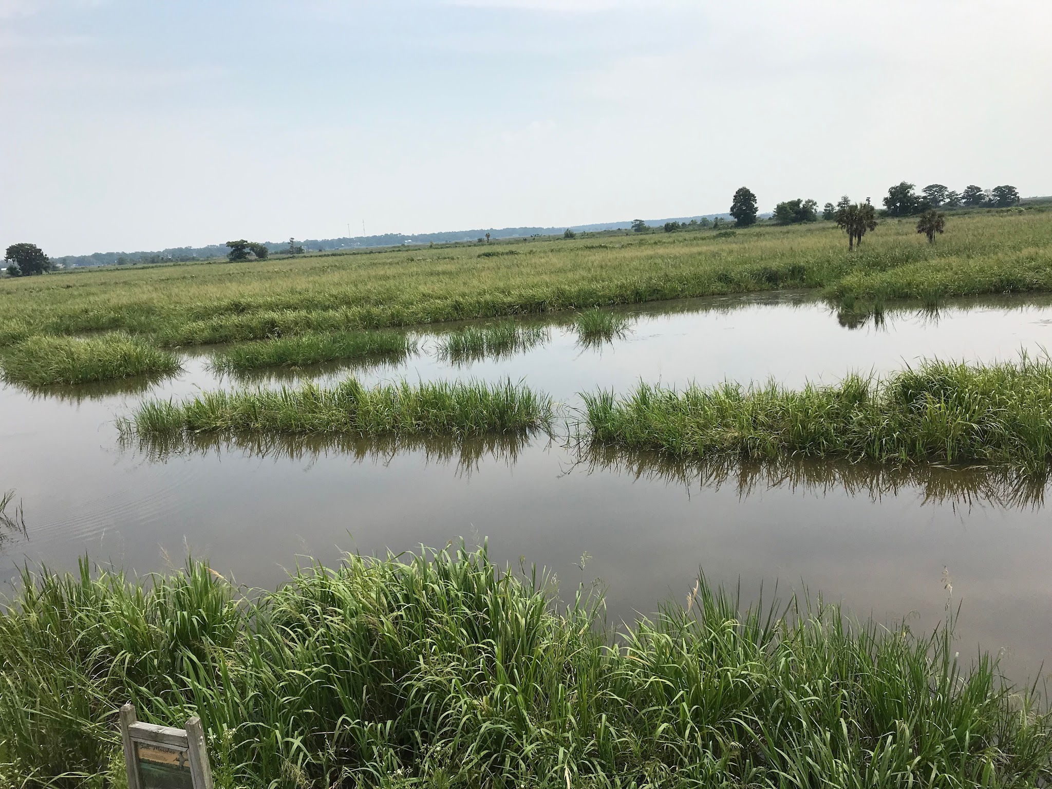 Altamaha Wildlife Management Area - Townsend, GA