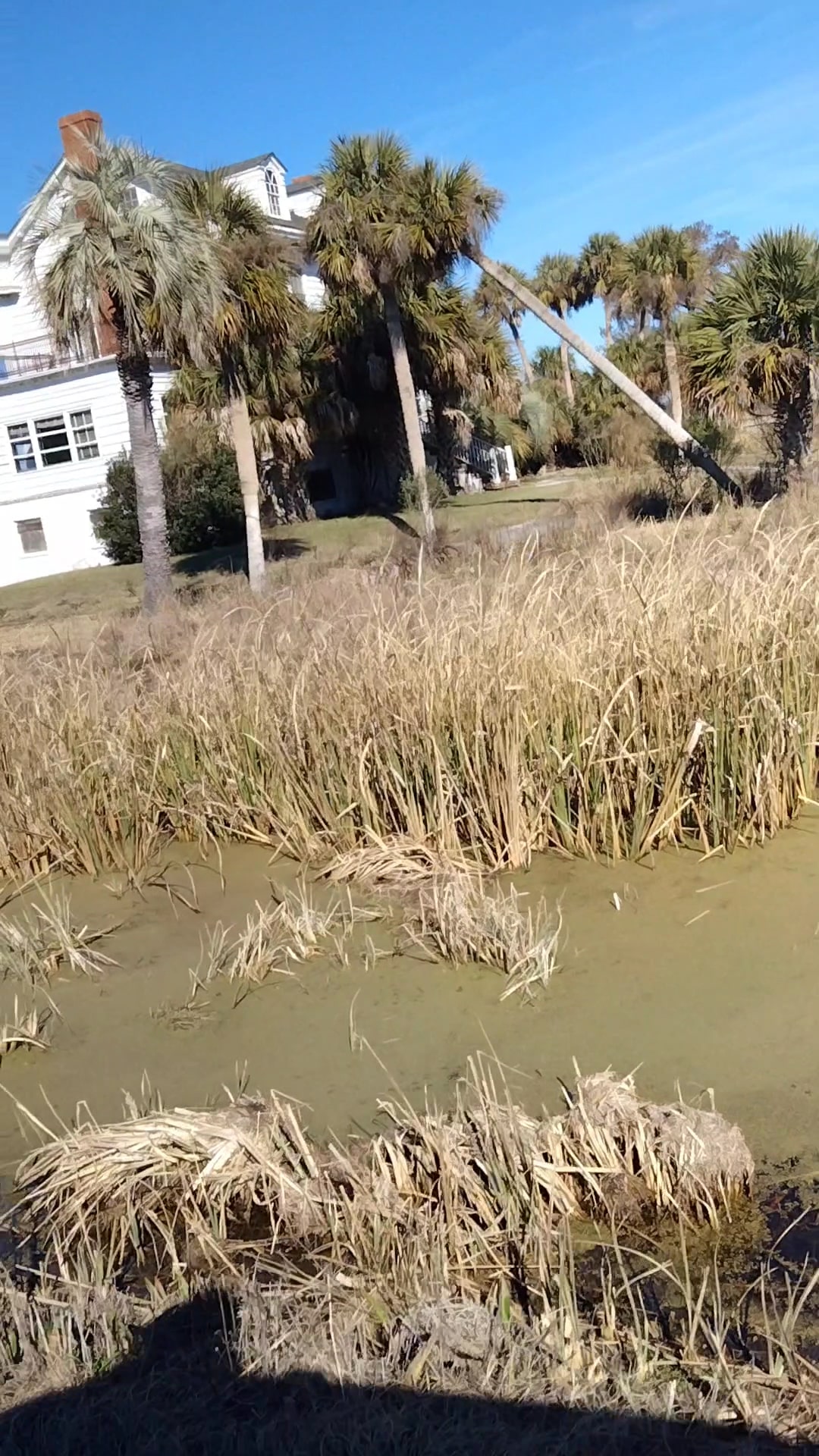 Altamaha Wildlife Management Area - Townsend, GA