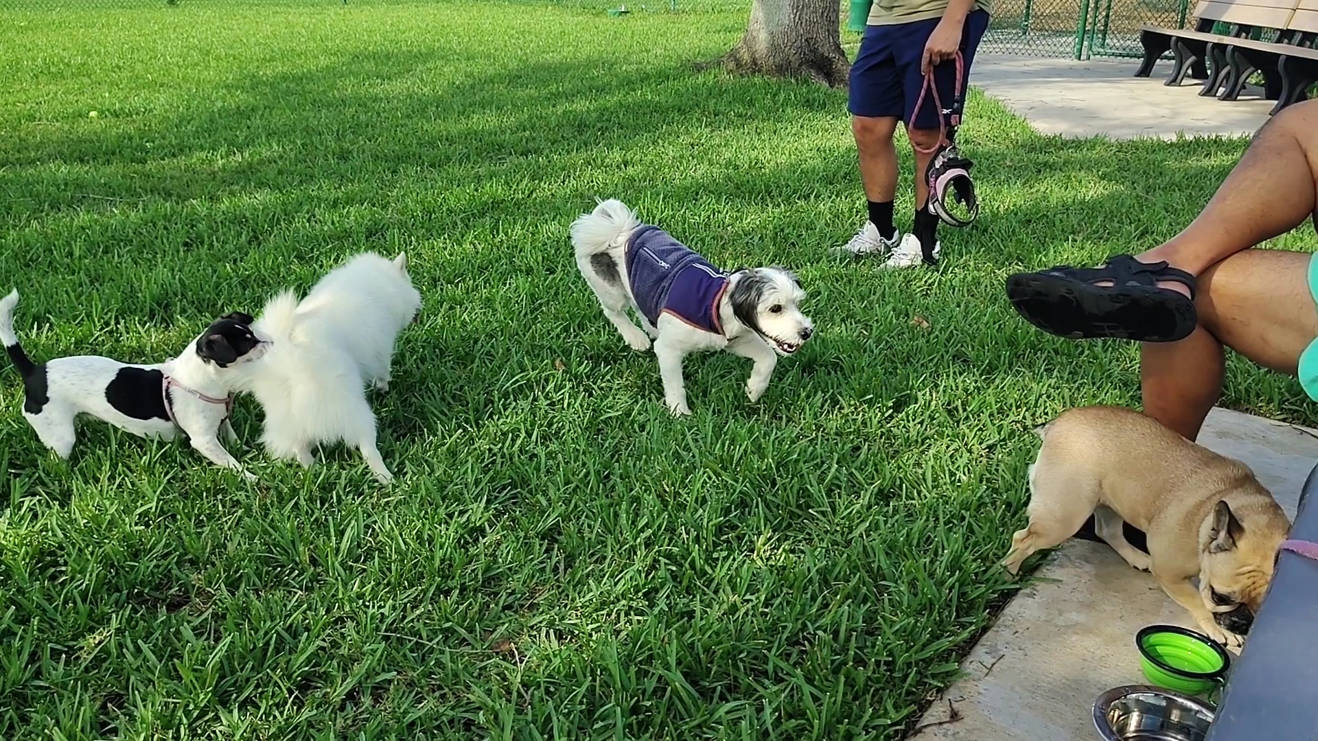 John Morroni Memorial Dog Park - Treasure Island, FL