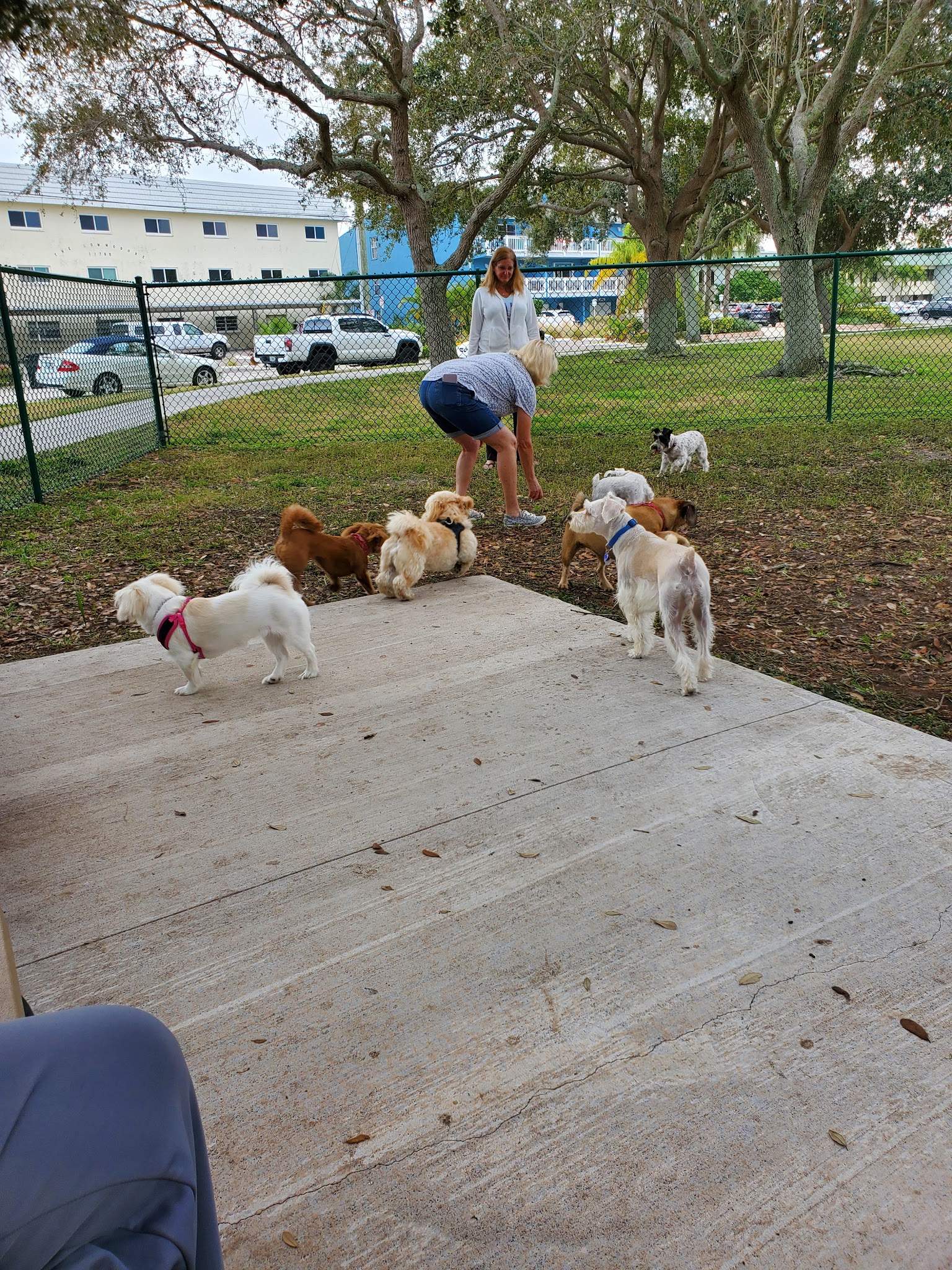 John Morroni Memorial Dog Park - Treasure Island, FL