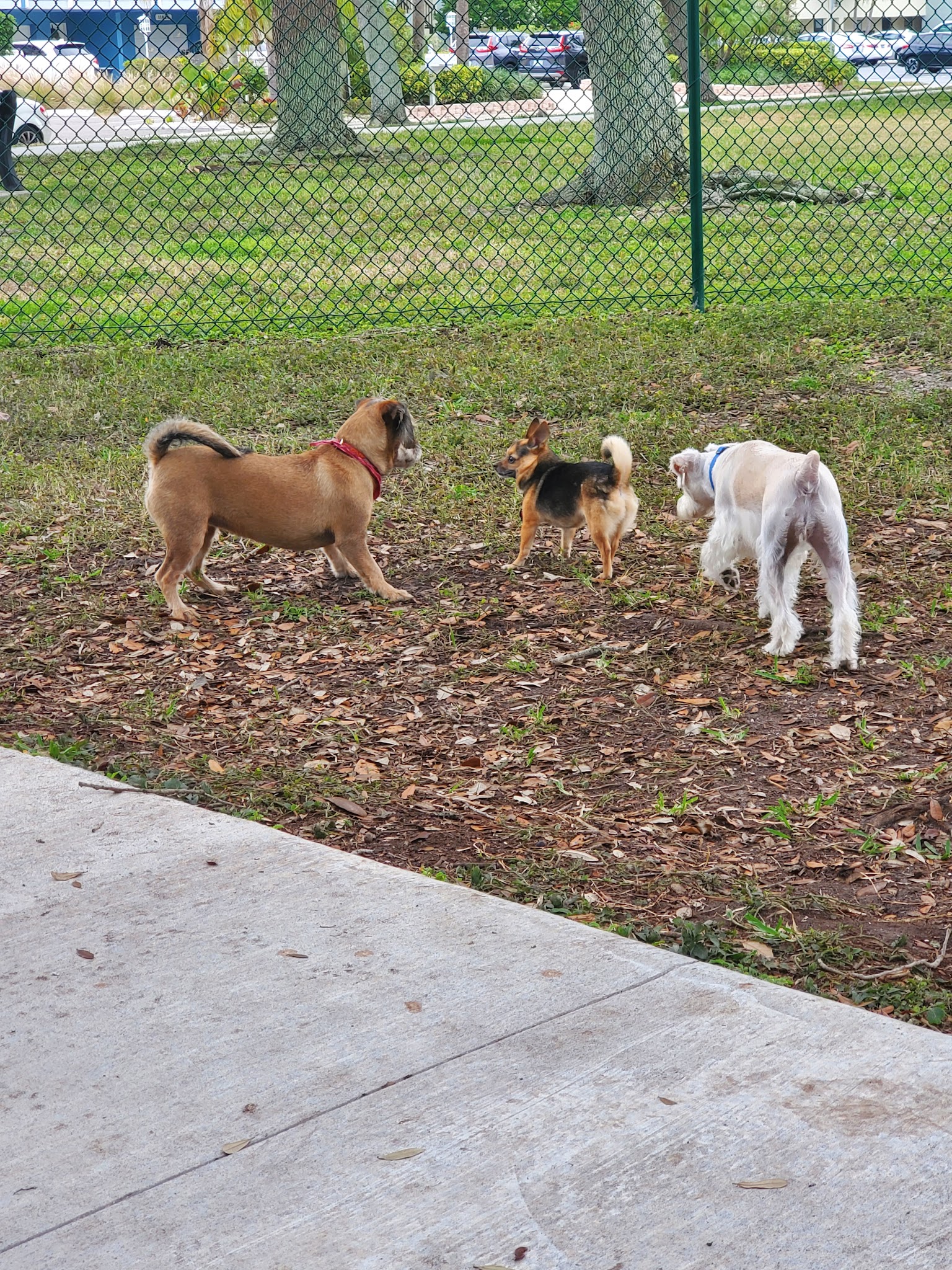 John Morroni Memorial Dog Park - Treasure Island, FL