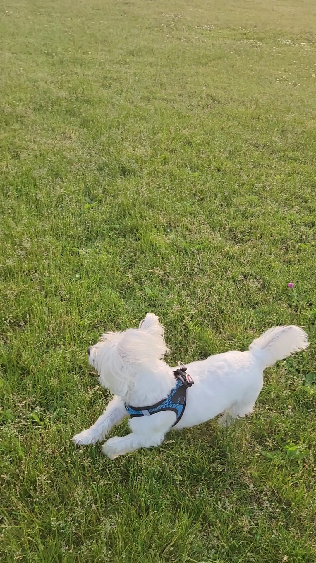 Daisy Knight Dog Park - Troy, MI