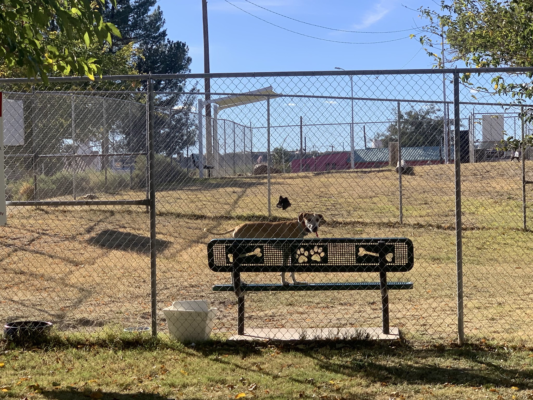 Carole Wheeler Dog Park - Truth or Consequences, NM