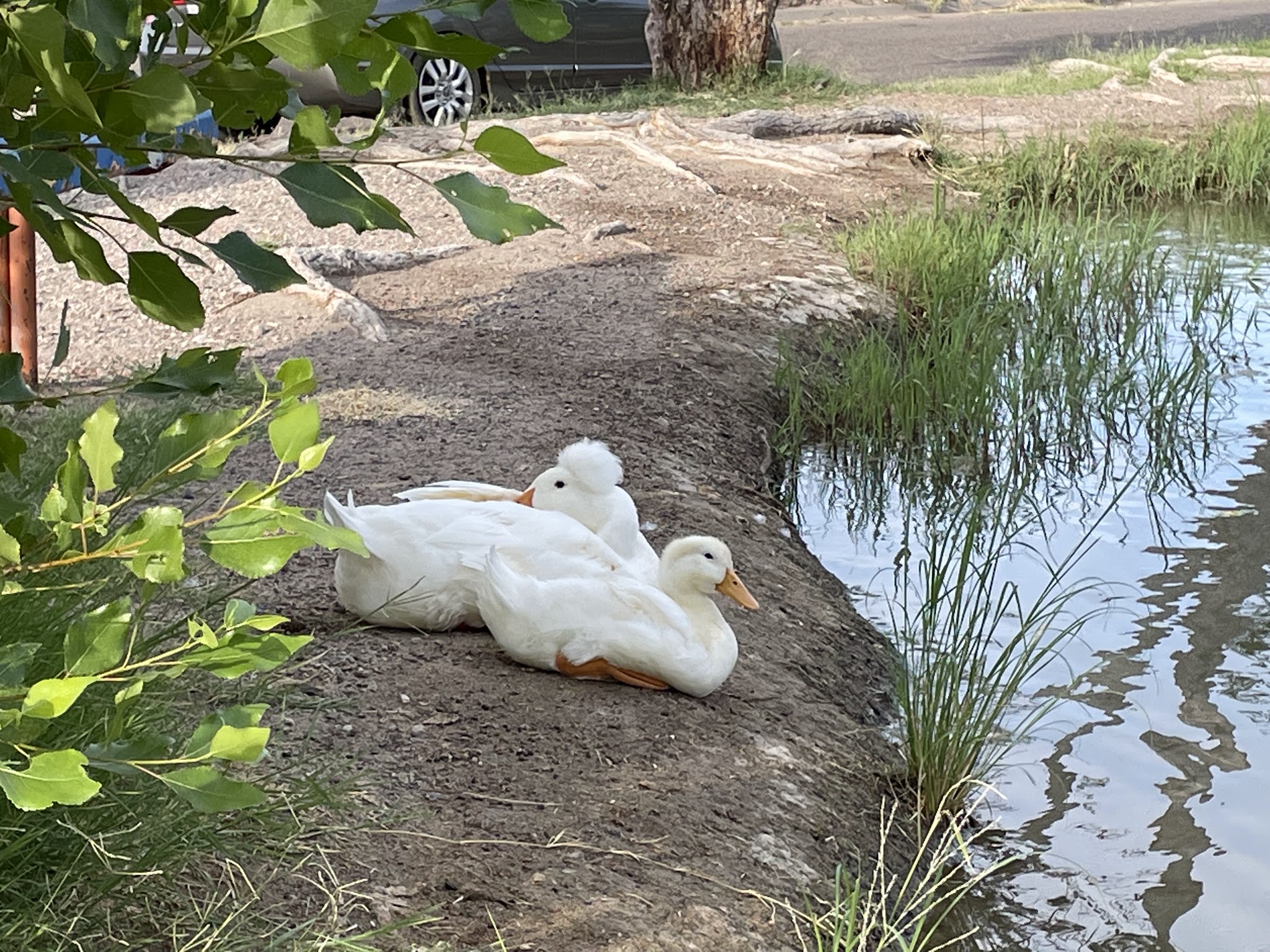 Carole Wheeler Dog Park - Truth or Consequences, NM