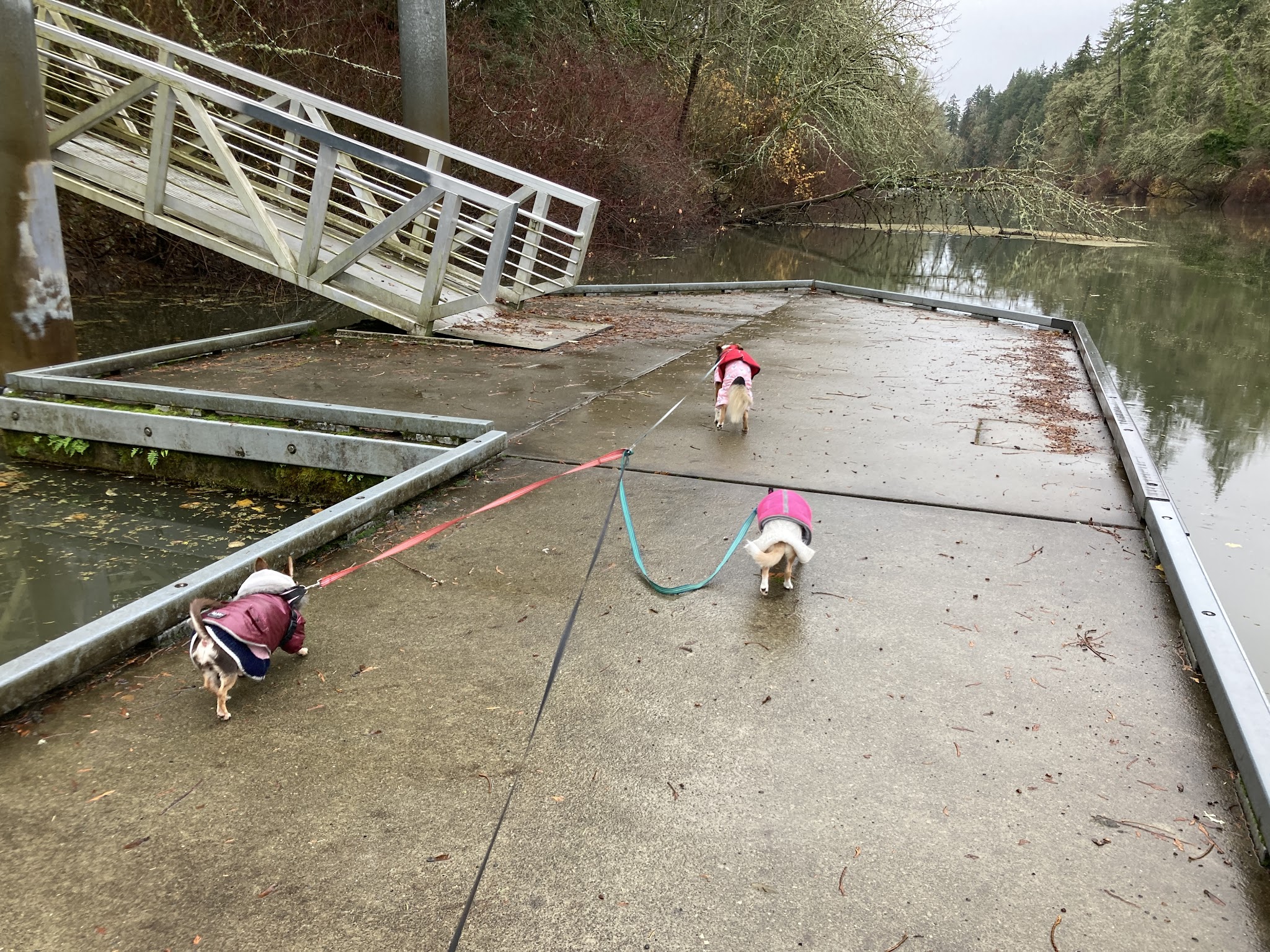 Jurgens Dog Park - Tualatin, OR