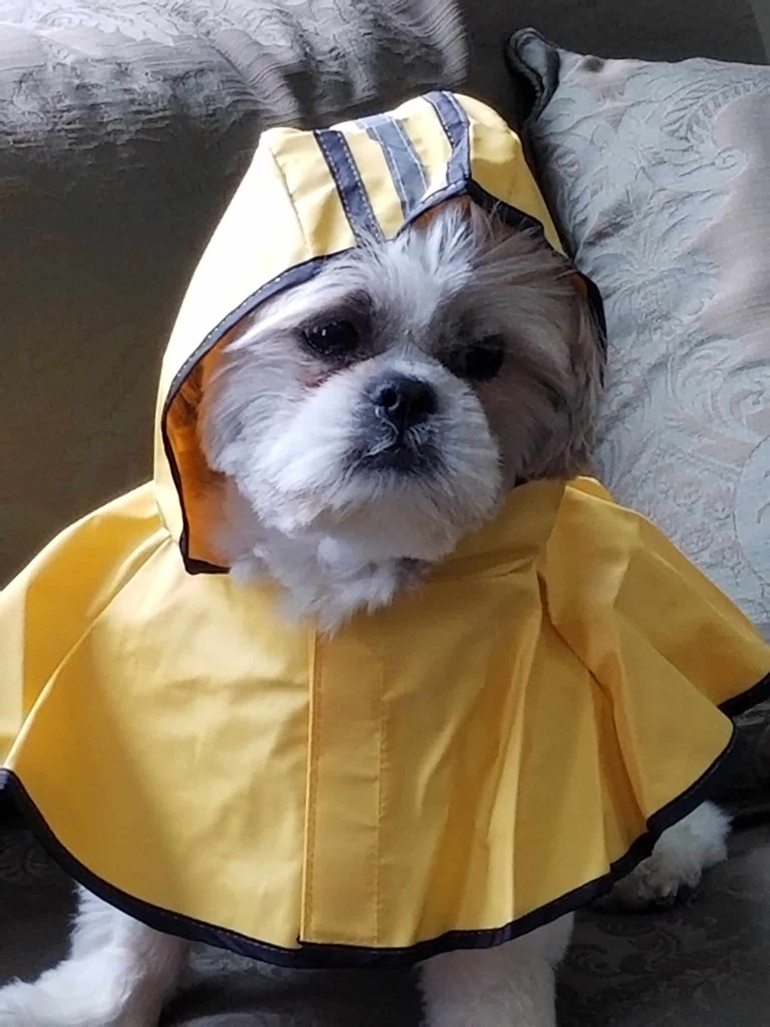 Kennedy Canine Center - Tuckahoe, NY