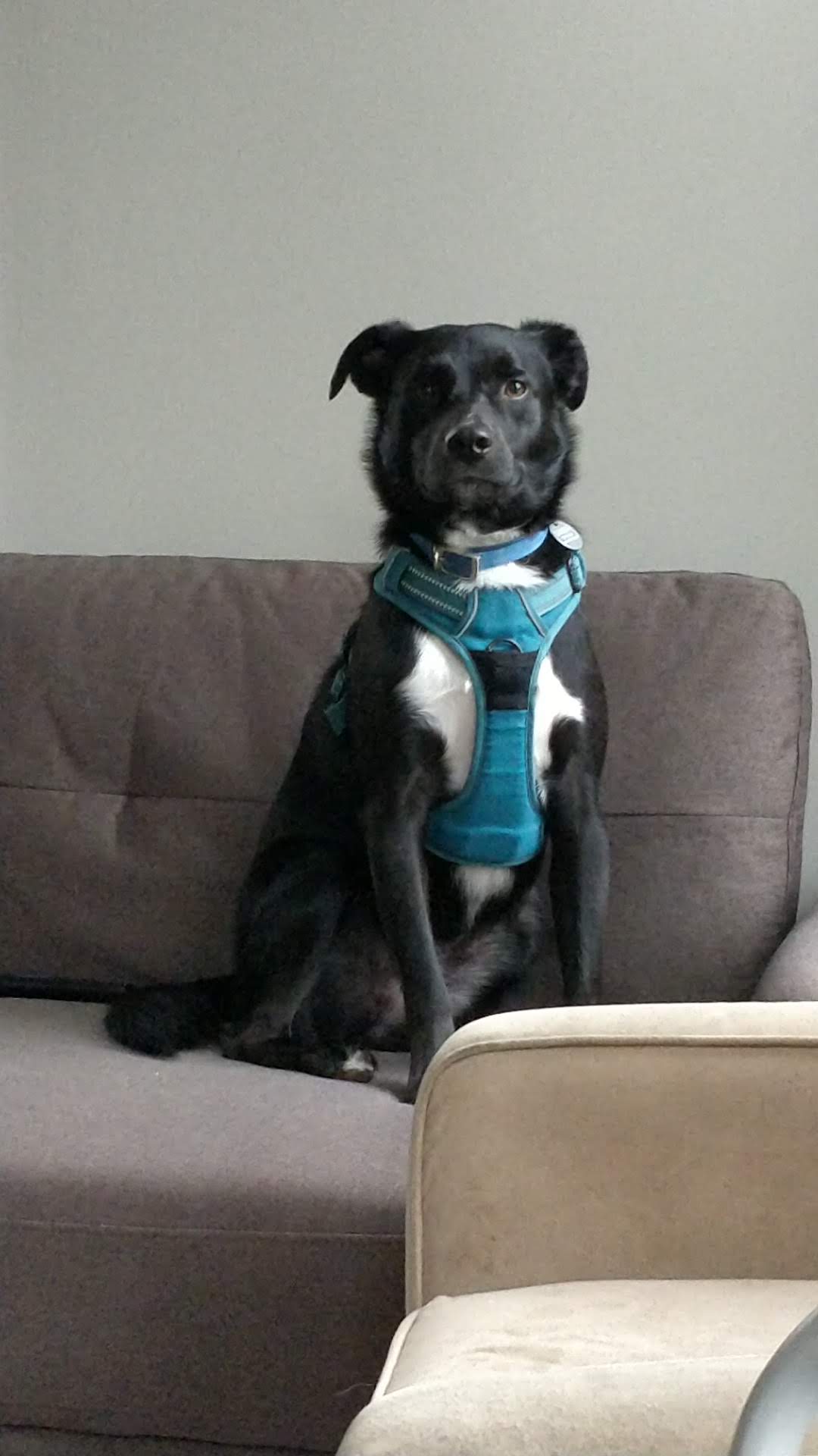 Kennedy Canine Center - Tuckahoe, NY