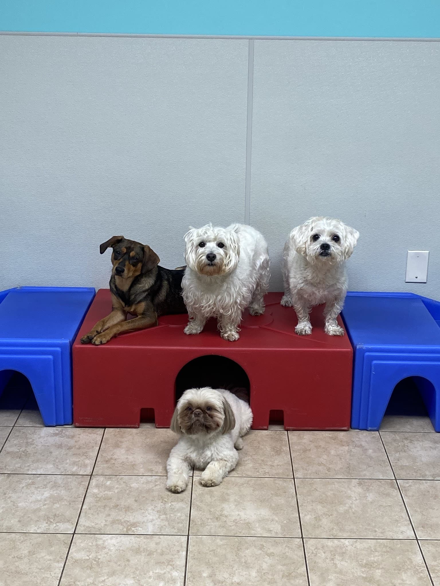 Kennedy Canine Center - Tuckahoe, NY