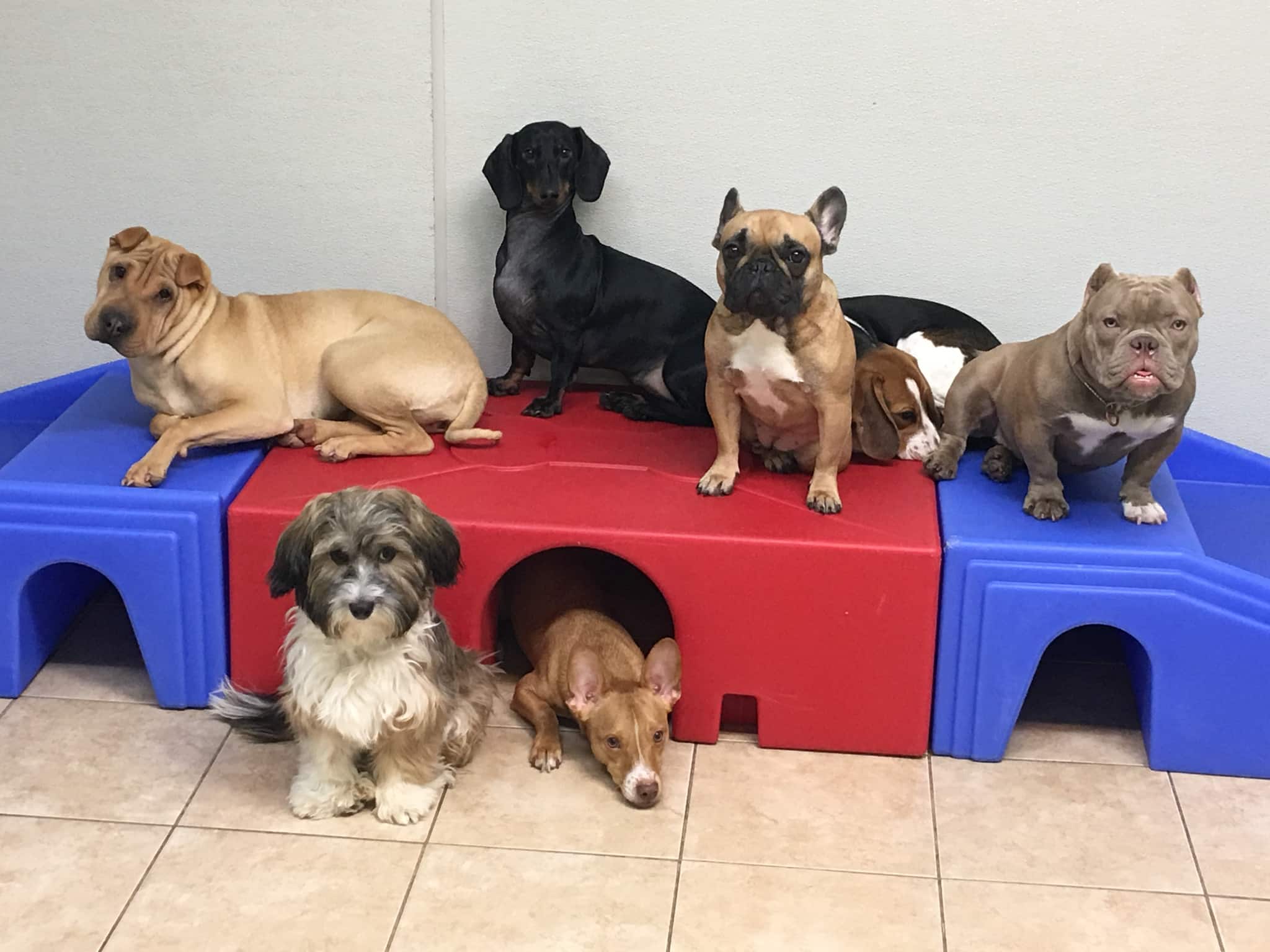 Kennedy Canine Center - Tuckahoe, NY