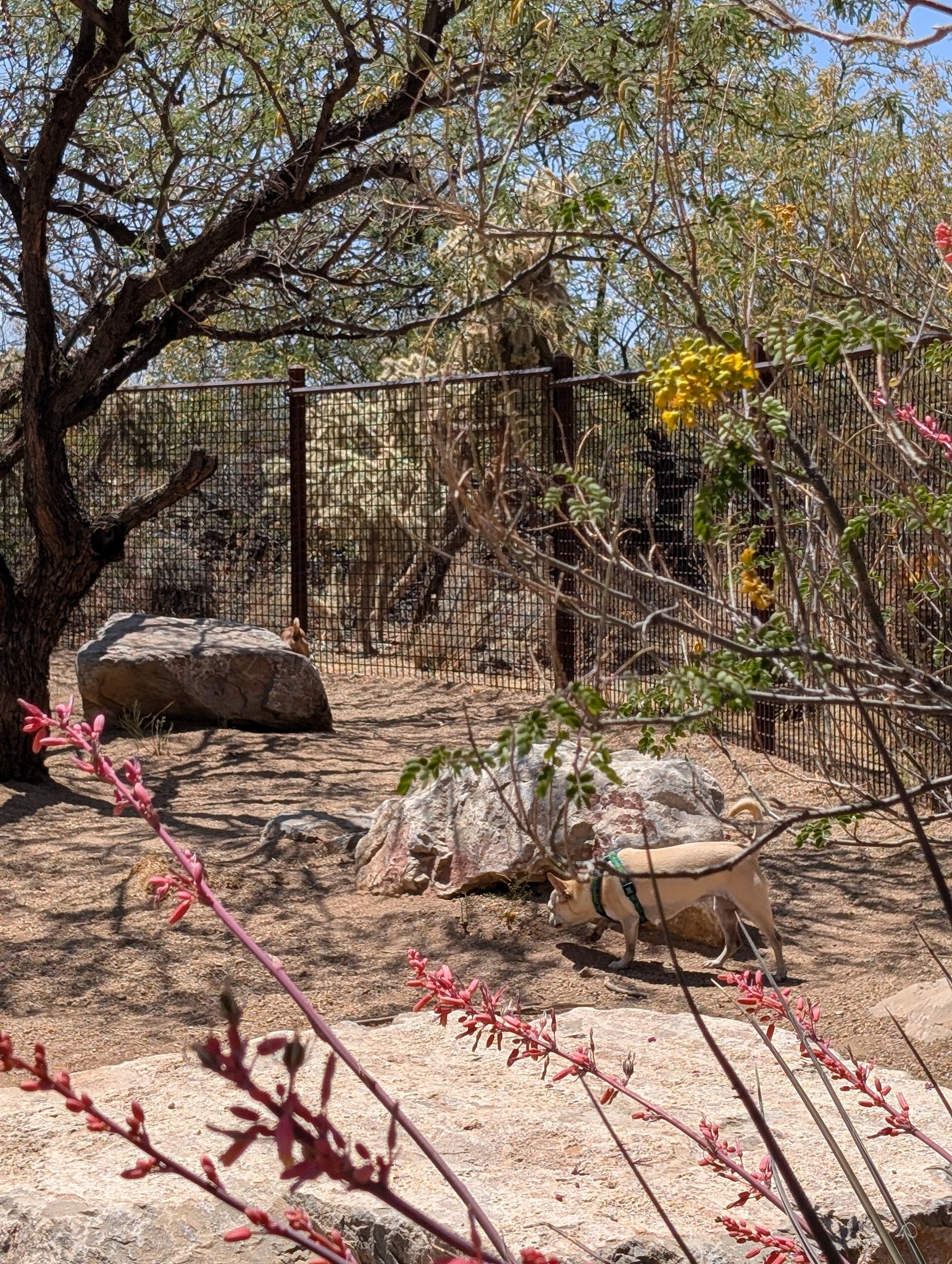 Ivan's Spot Dog Park - Tucson, AZ