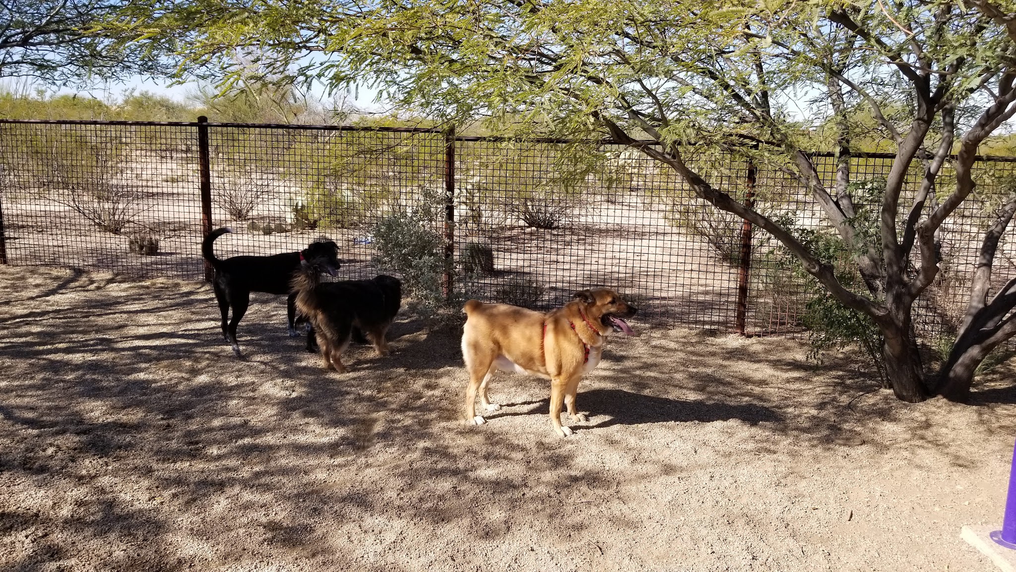 Ivan's Spot Dog Park - Tucson, AZ