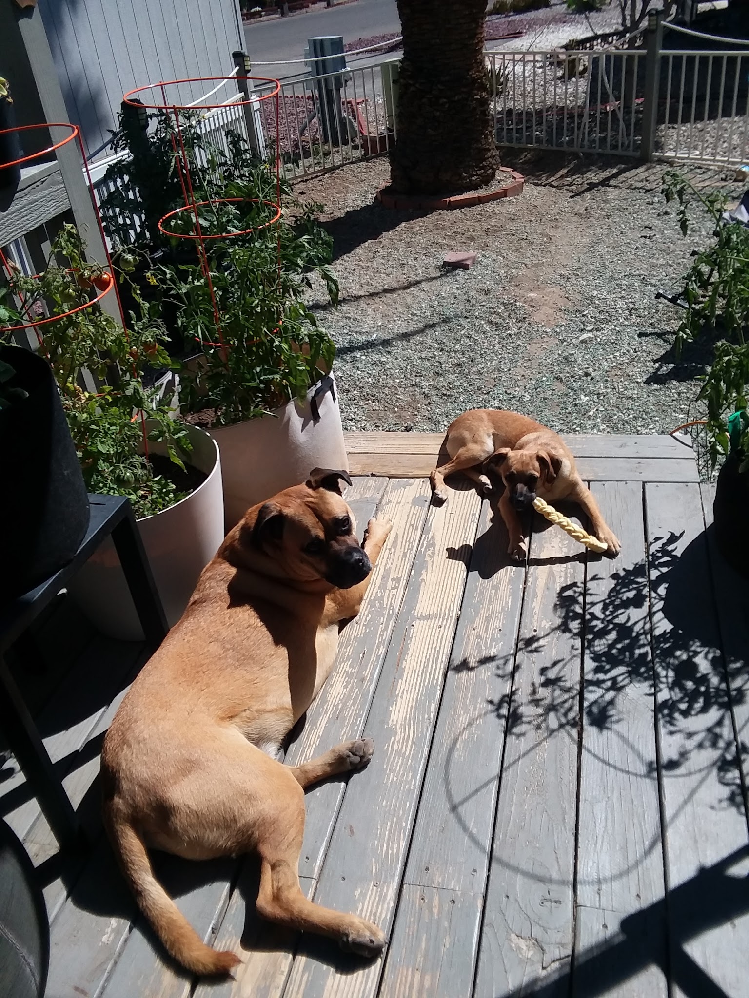 Jacobs Dog Park - Tucson, AZ