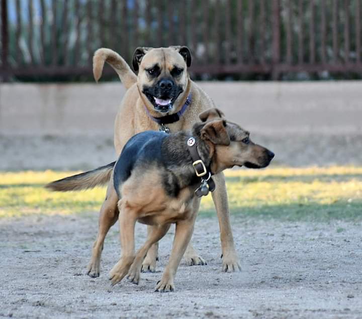 Jacobs Dog Park - Tucson, AZ