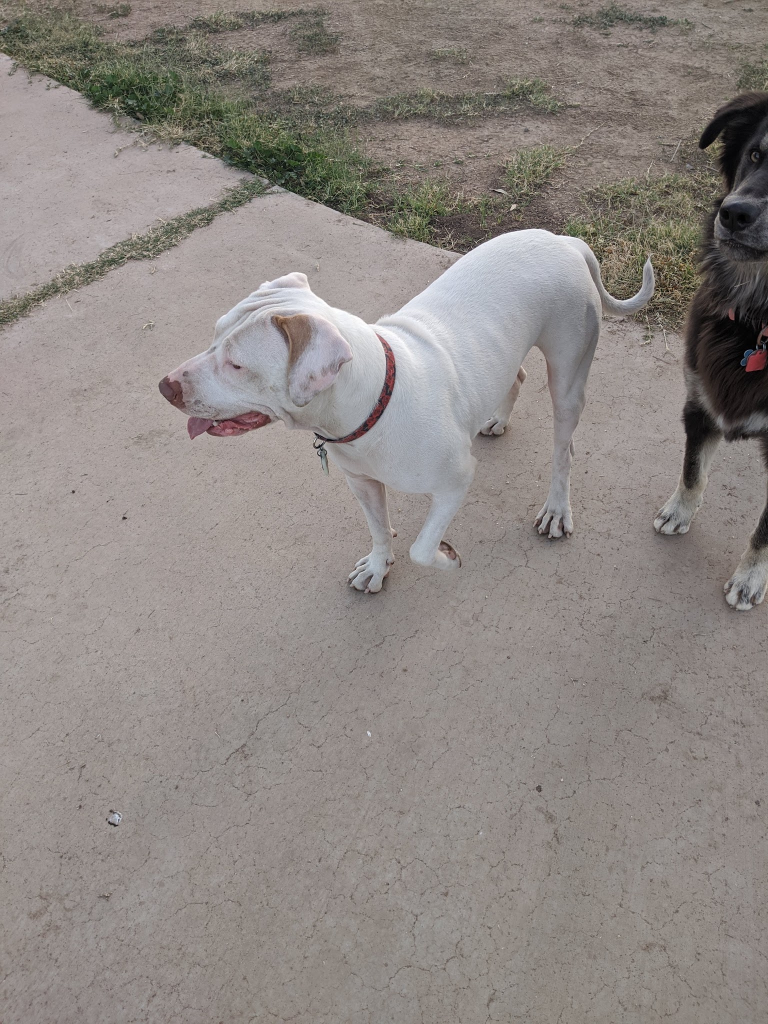 Jacobs Dog Park - Tucson, AZ