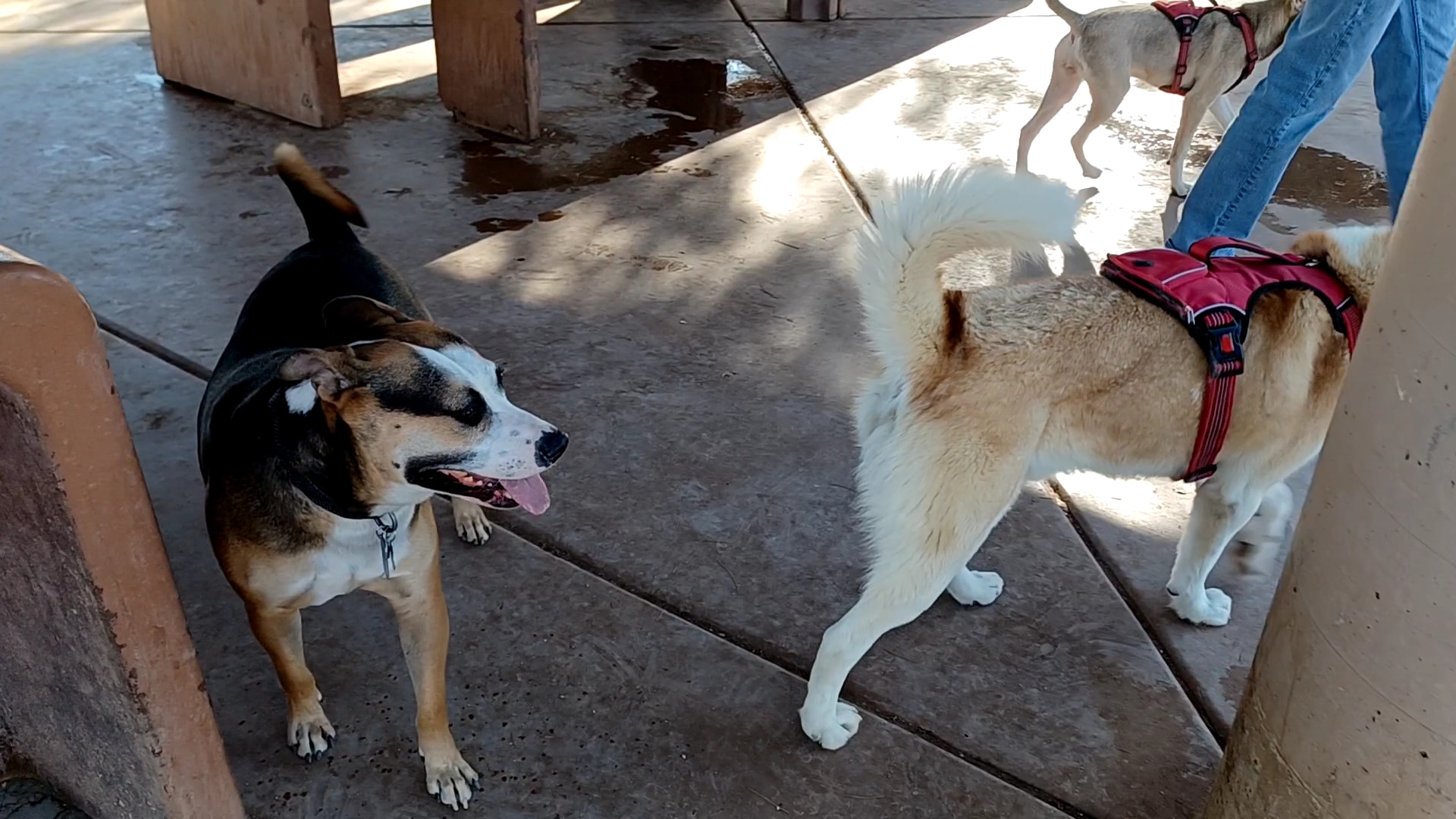 Miko's Corner Playground Dog Park - Tucson, AZ