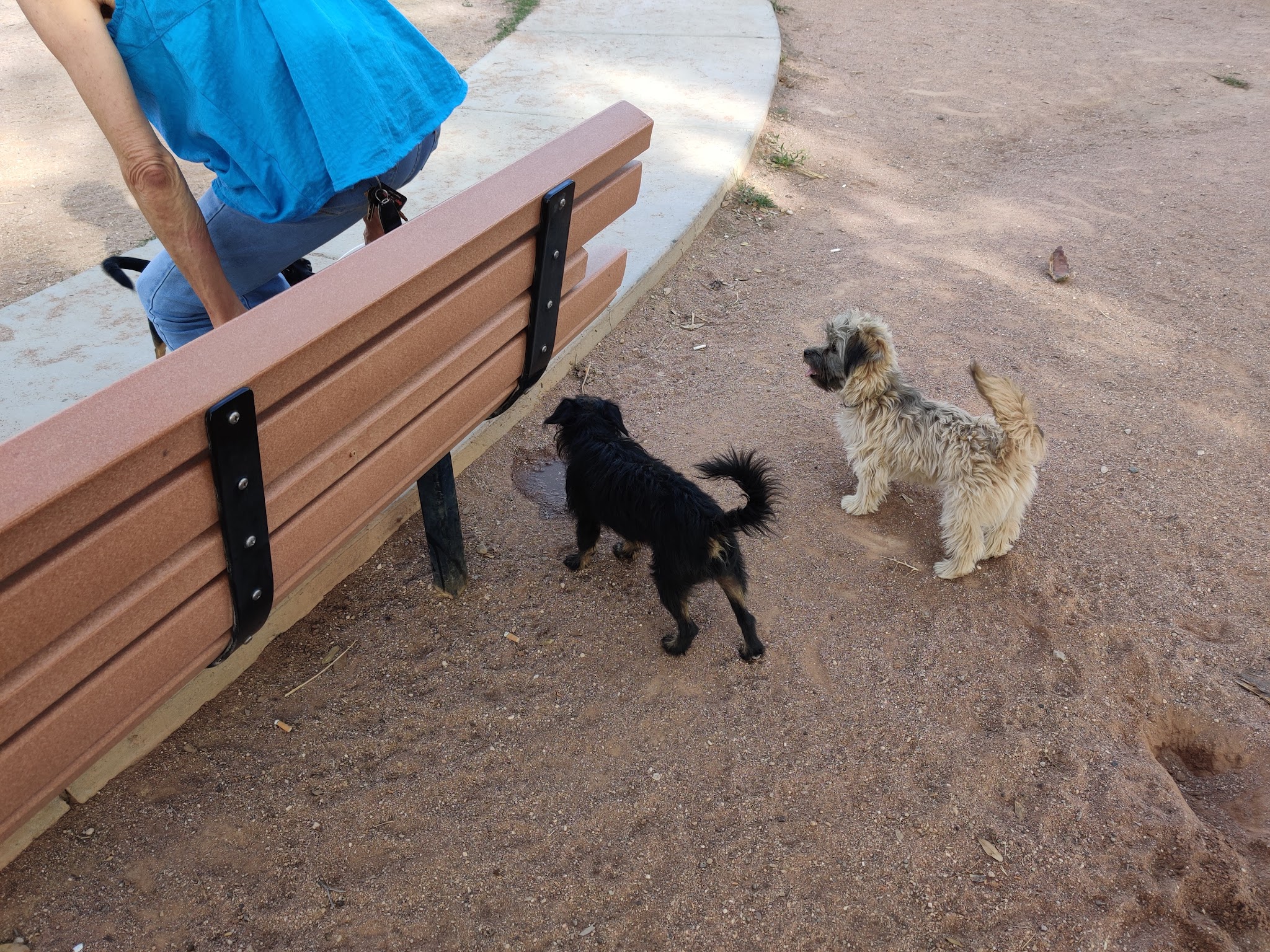 Miko's Corner Playground Dog Park - Tucson, AZ