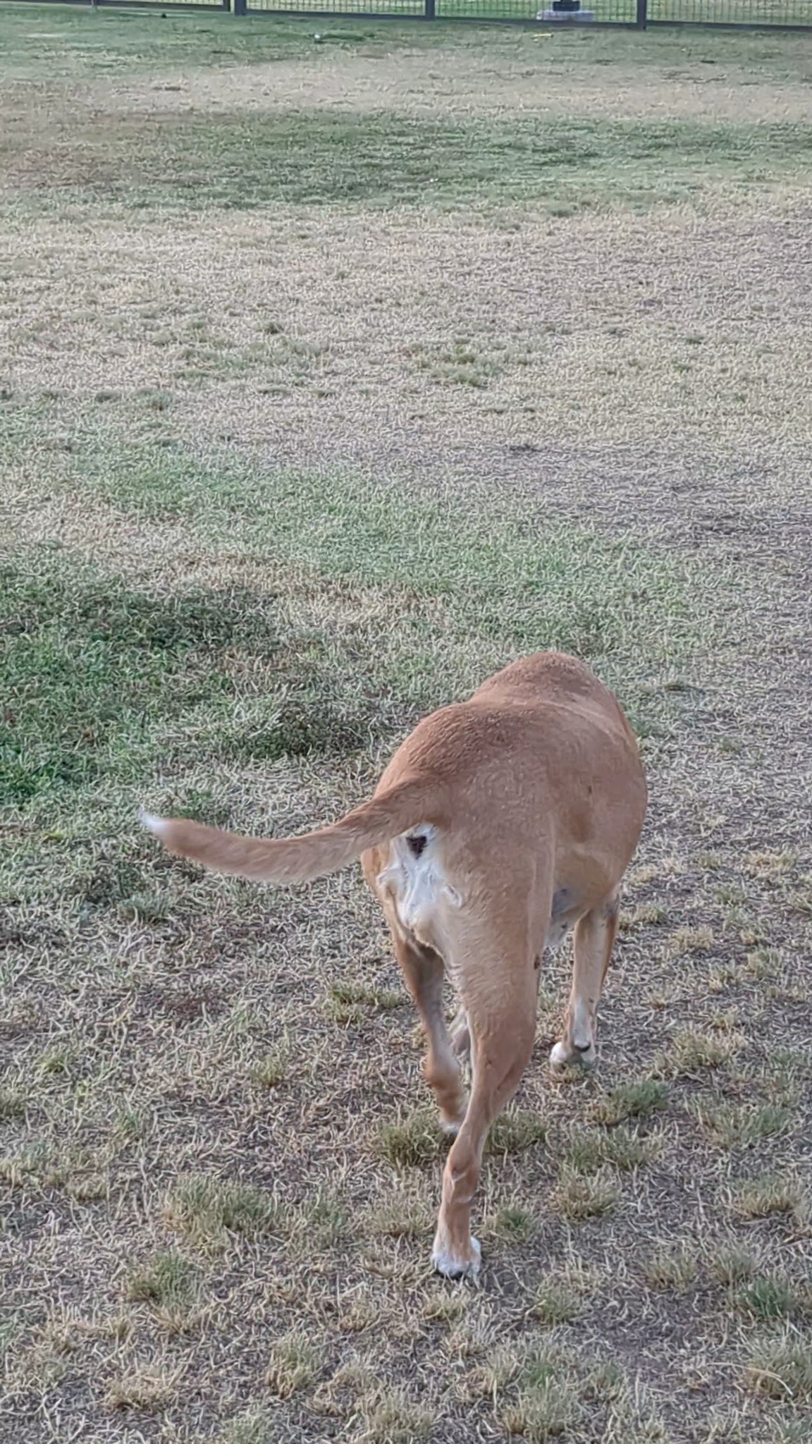 Wagging Tails Dog Park - Tucson, AZ